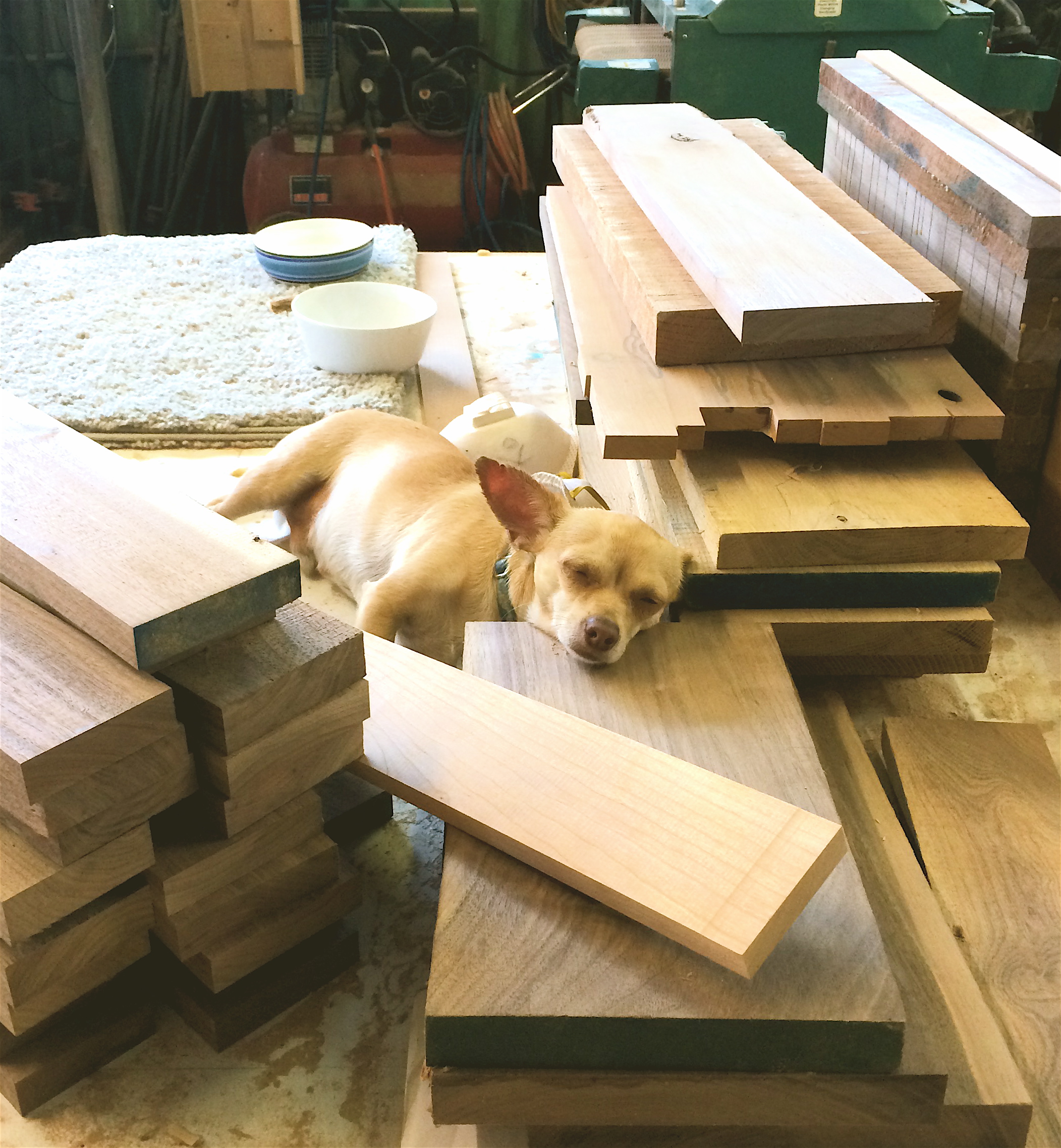Snoozin' in a wood pile