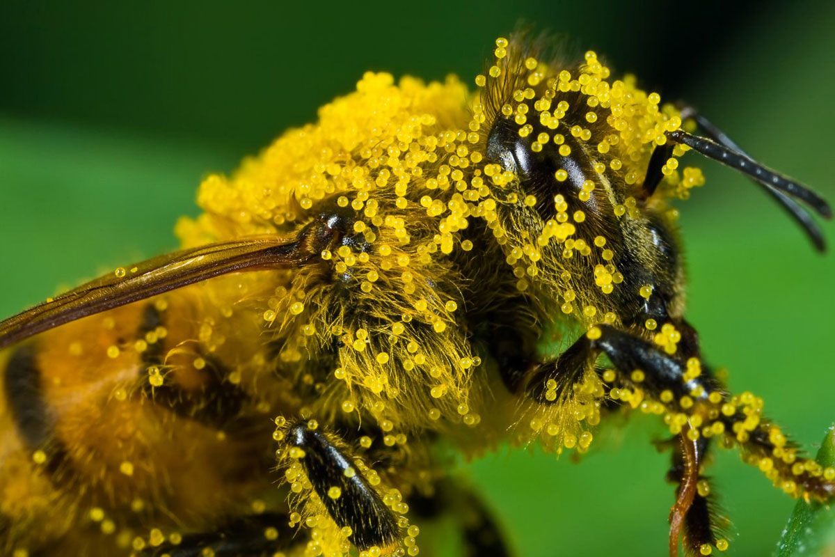 A bee covered in pollen