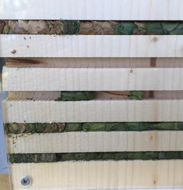 A bee house that can be purchased at a bee supply store or built at home. Each tunnel has cocoons for leaf cutter bee eggs. The Plexiglas cover lets children peak at the progress the momma bees have made in laying their eggs and taking care of their young! When these eggs hatch, they'll fly out into your garden looking for food from flowers. (Image via The Bees Waggle)