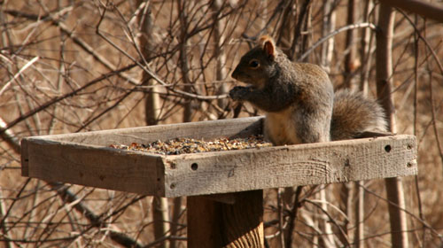 riverwoodsquirrel-brown