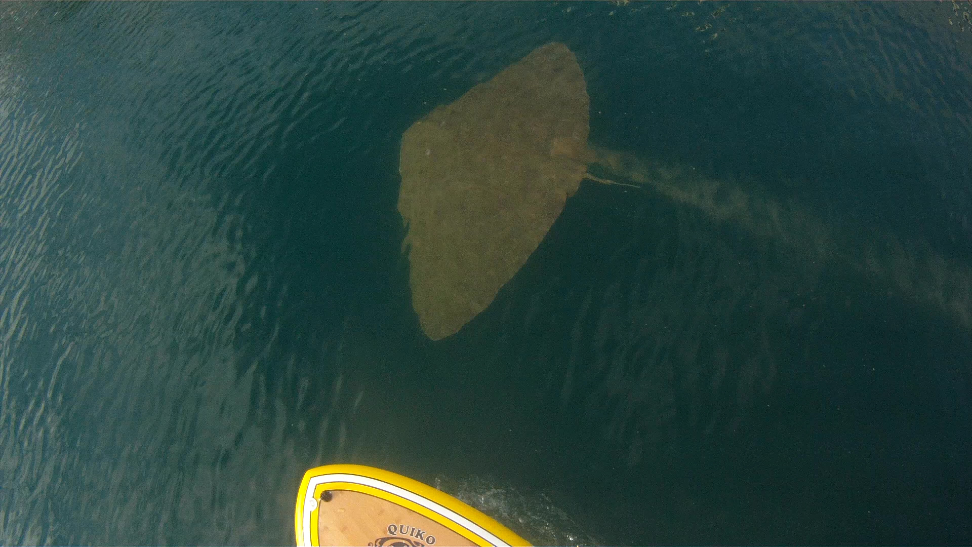 paddlling with manta rey