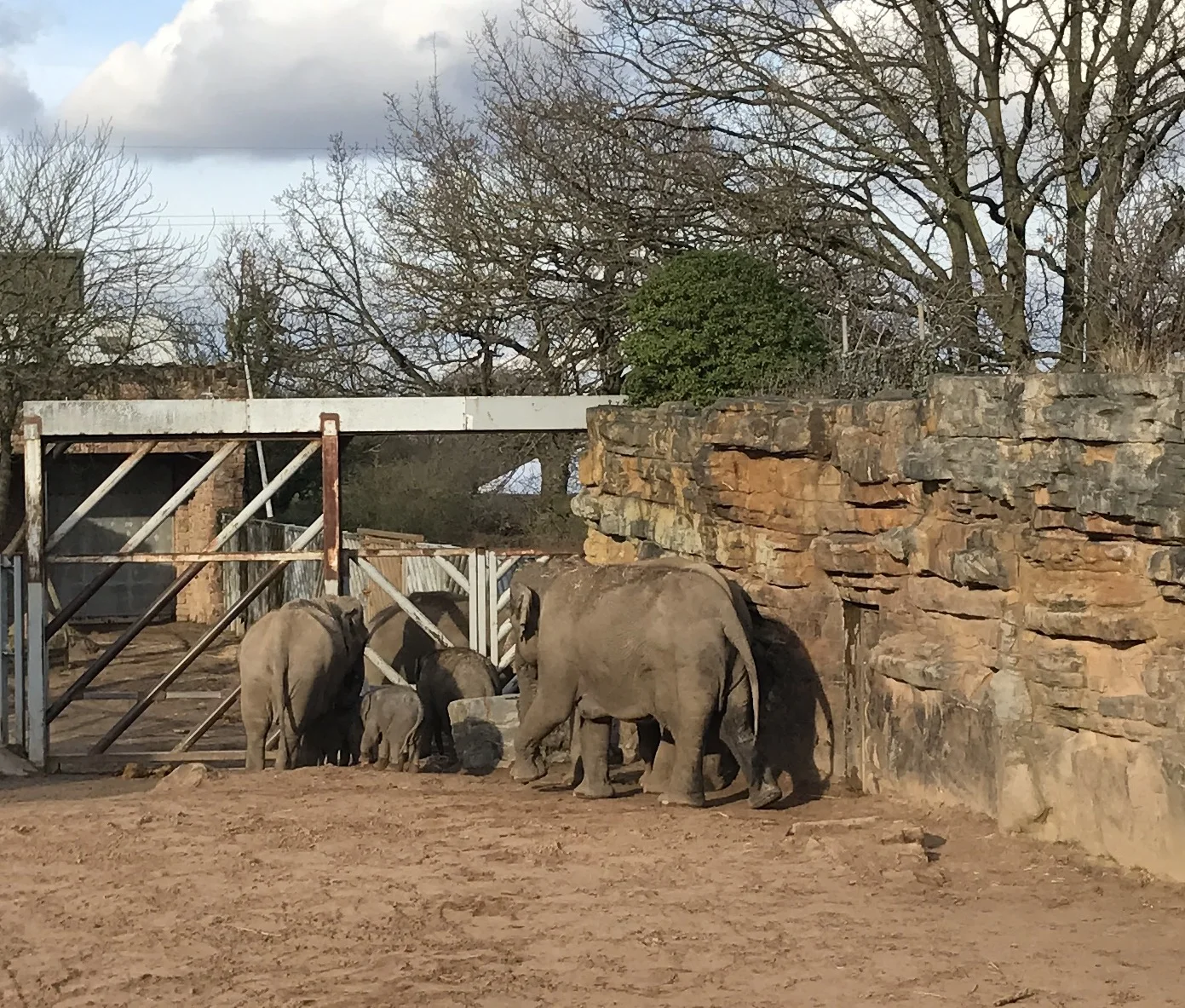 To see elephants in various sizes...