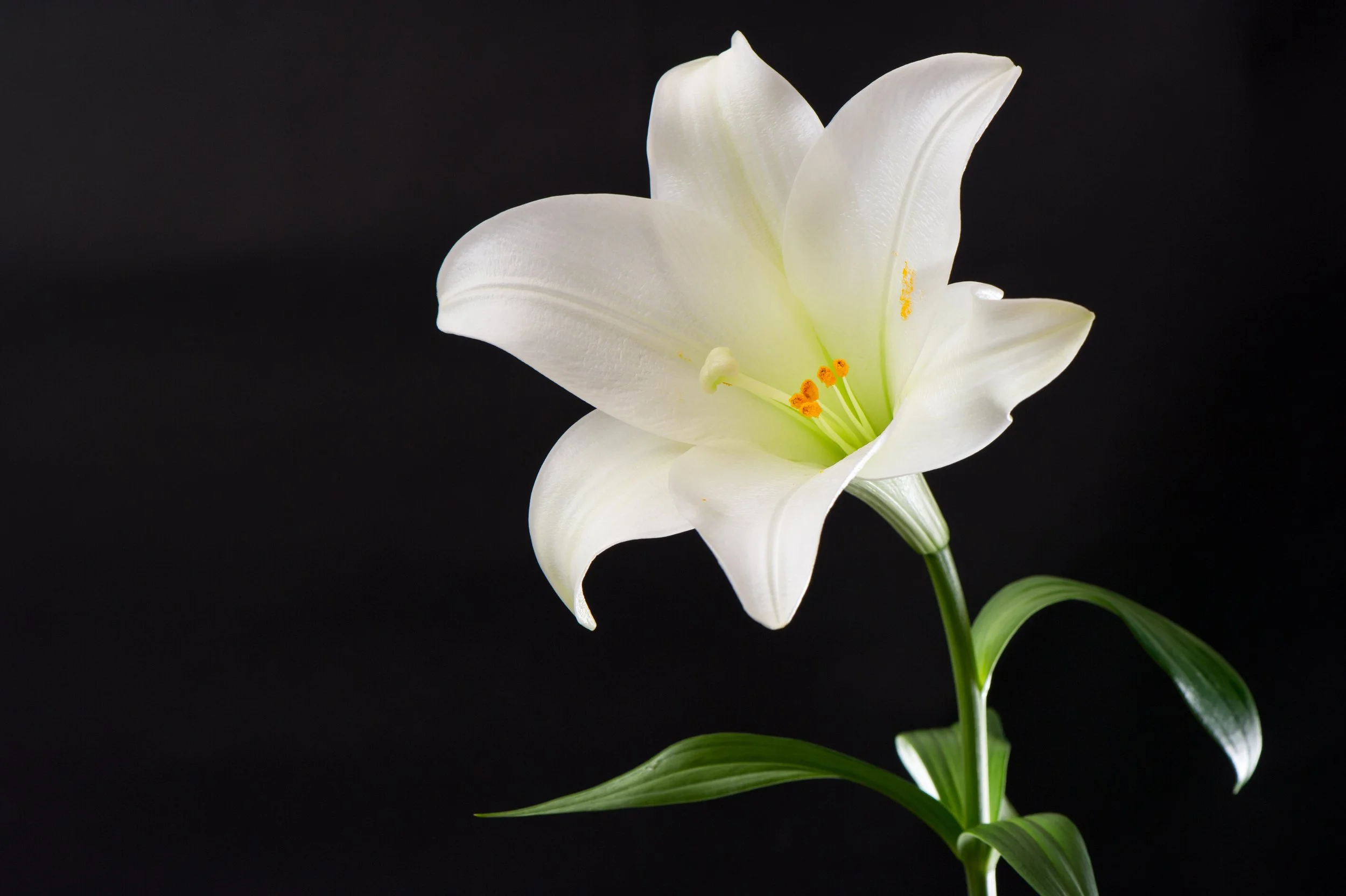 White Lily