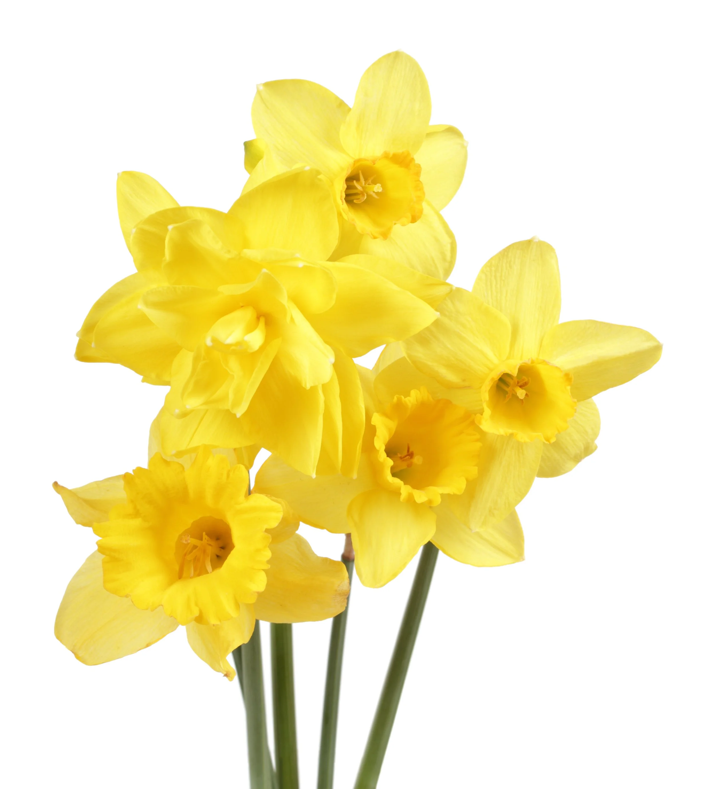 Yellow Daffodil