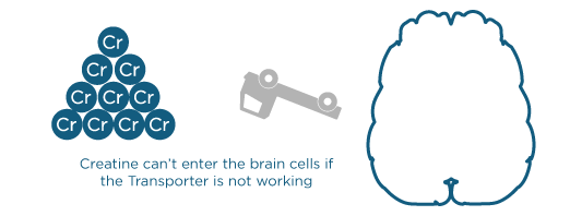 creatine-not-entering-brain.png