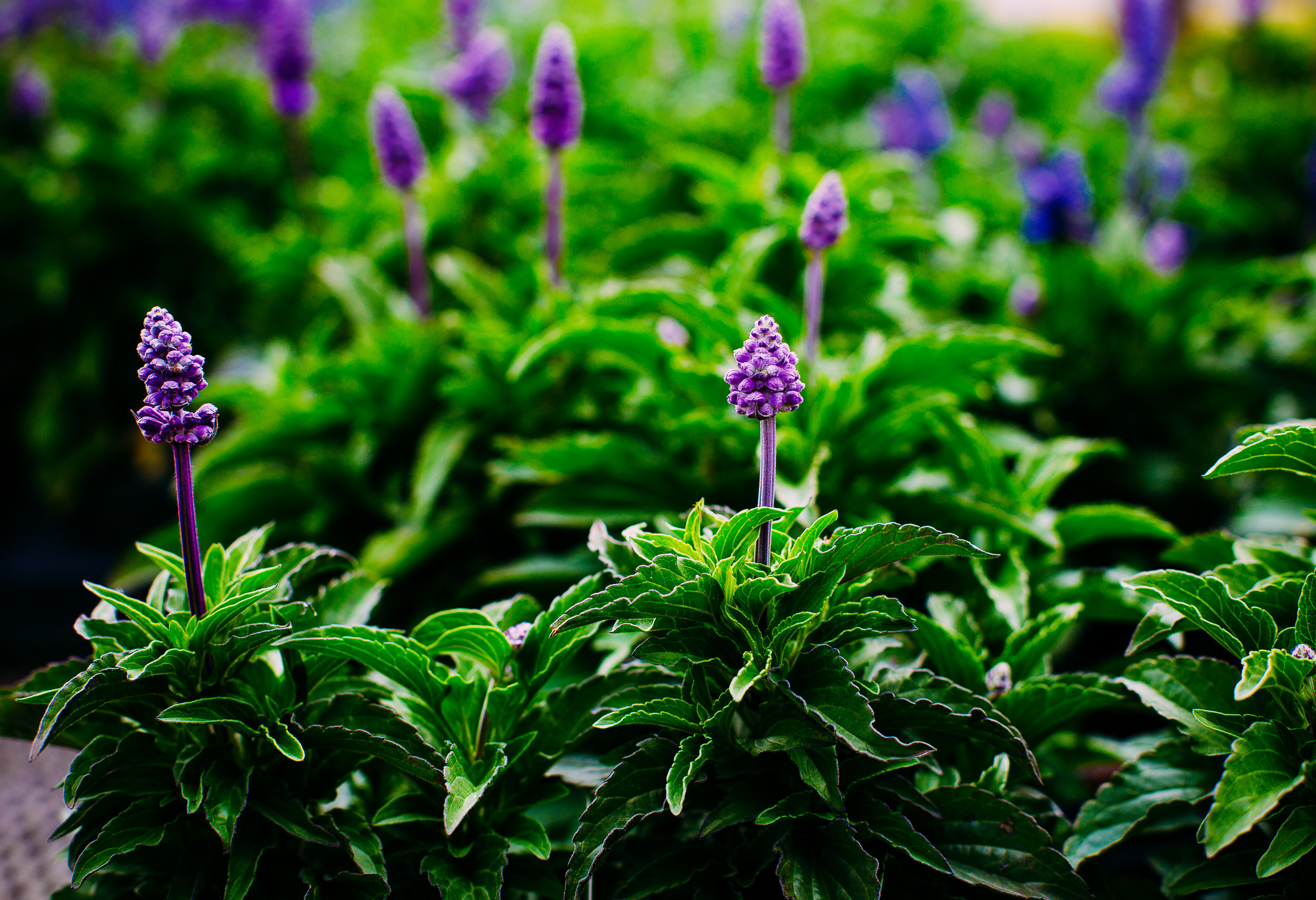 Contact Us — Joplin Greenhouse & The Coffee Shop