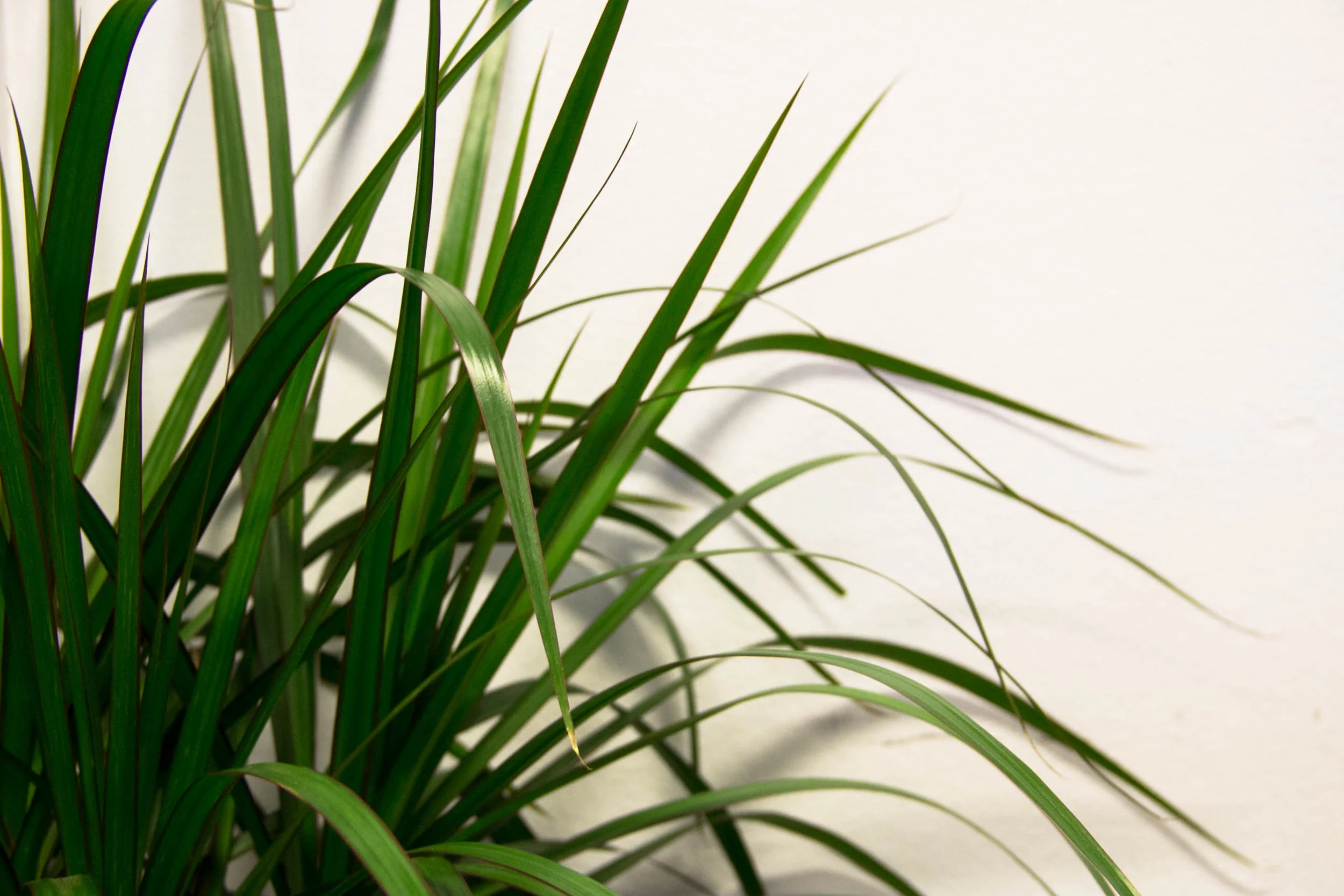 Events — Joplin Greenhouse & The Coffee Shop