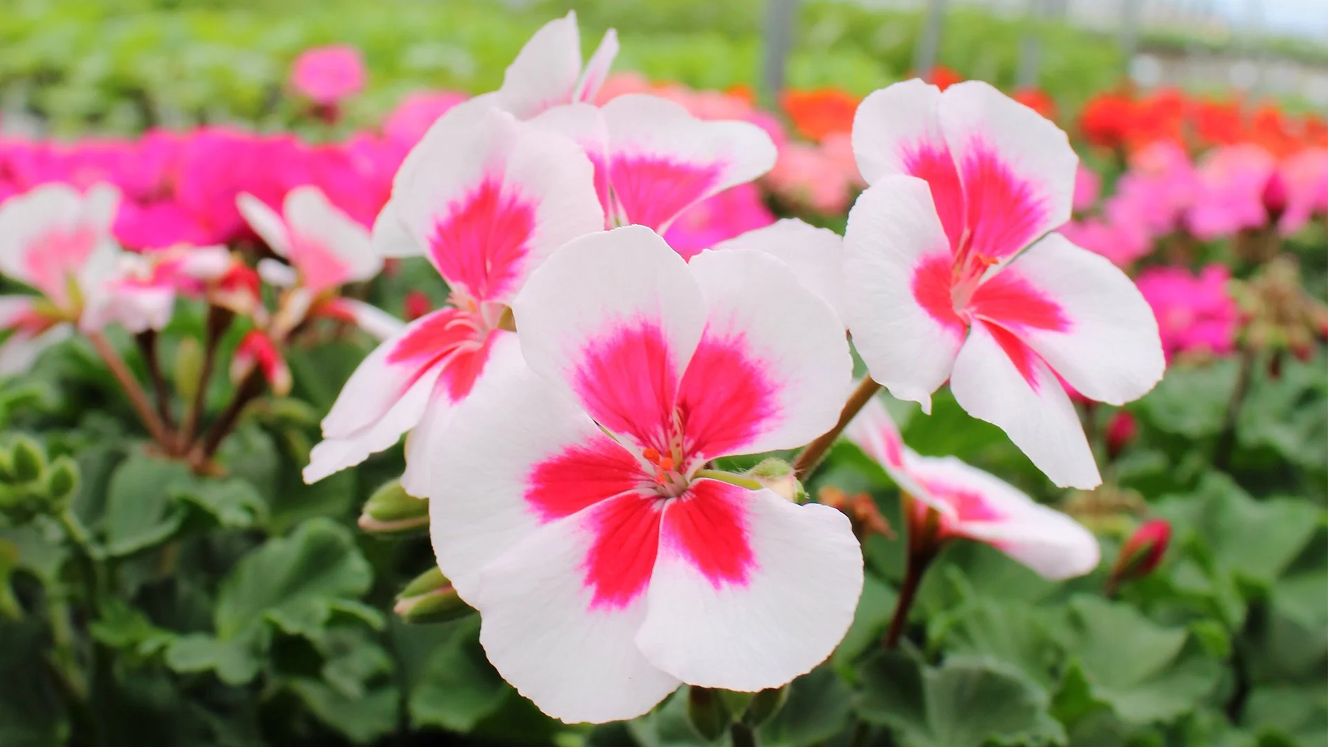 Joplin Greenhouse & The Coffee Shop