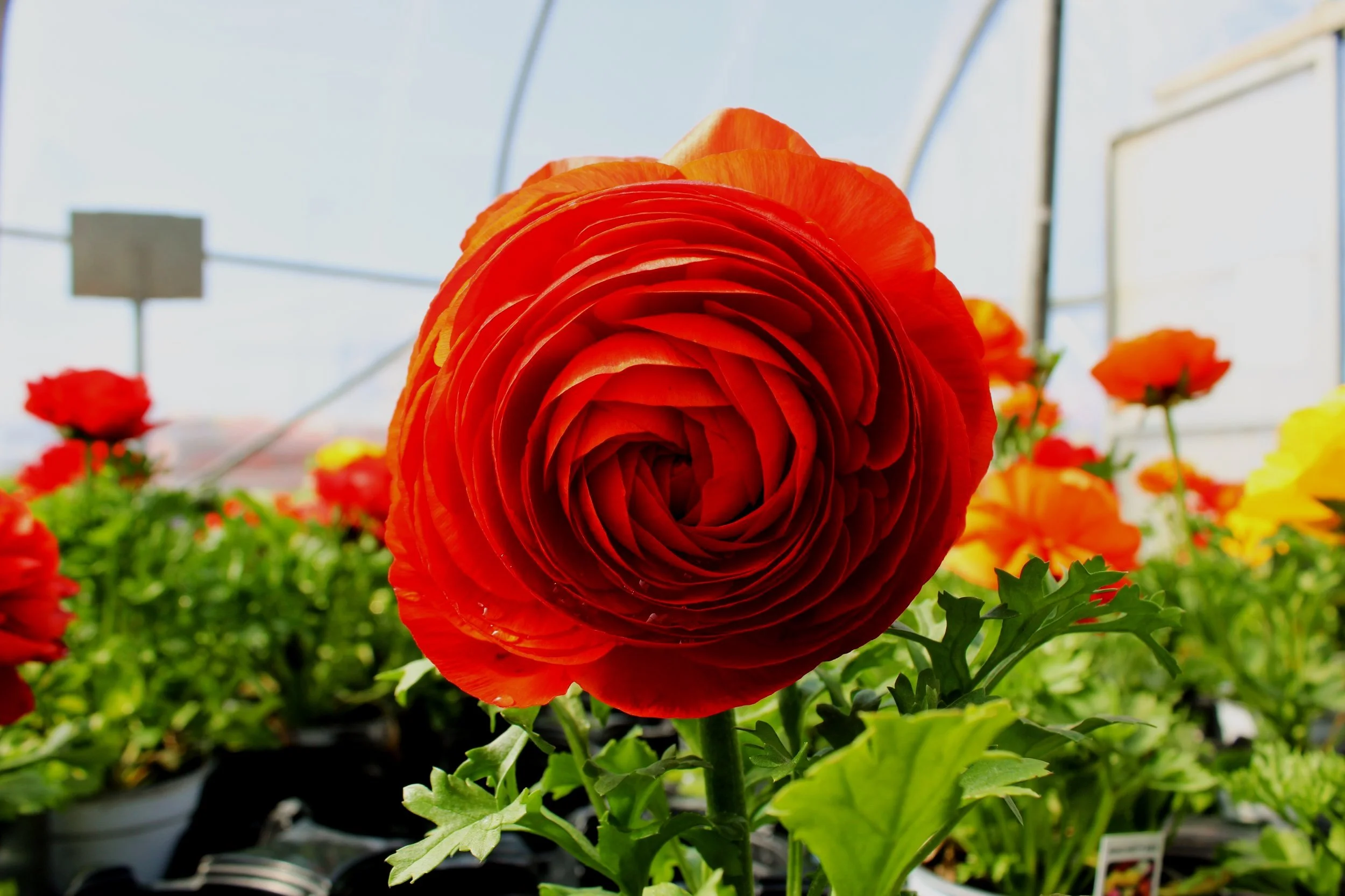 Joplin Greenhouse & The Coffee Shop