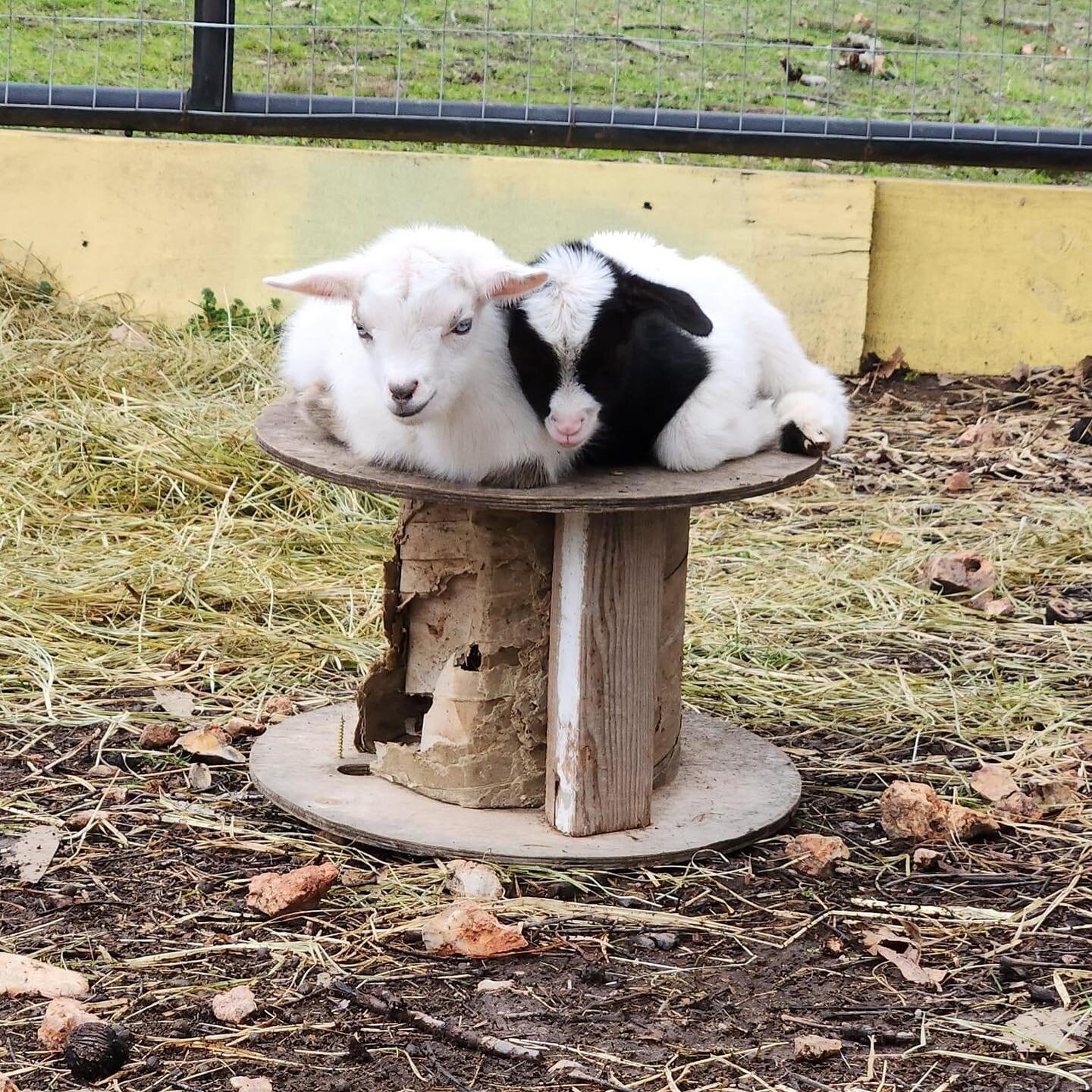 GOATS AT THE GREENHOUSE! 🐐

That's right! This Saturday, get up close and personal with some furry friends from By His Hands Petting Zoo, sip on our new drinks, shop for gorgeous plants, and create lasting memories with the family. 
 
Don't miss out