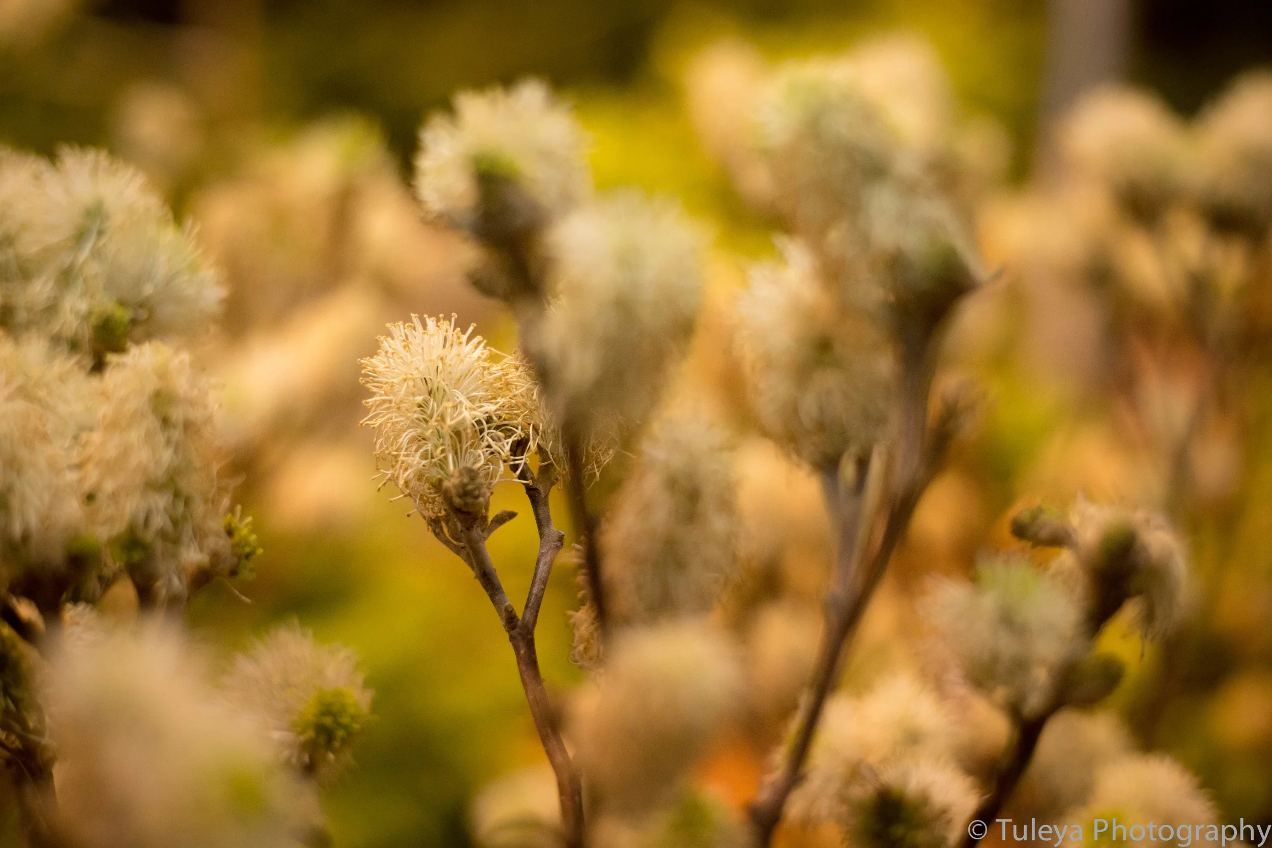 Flower-2022.jpg