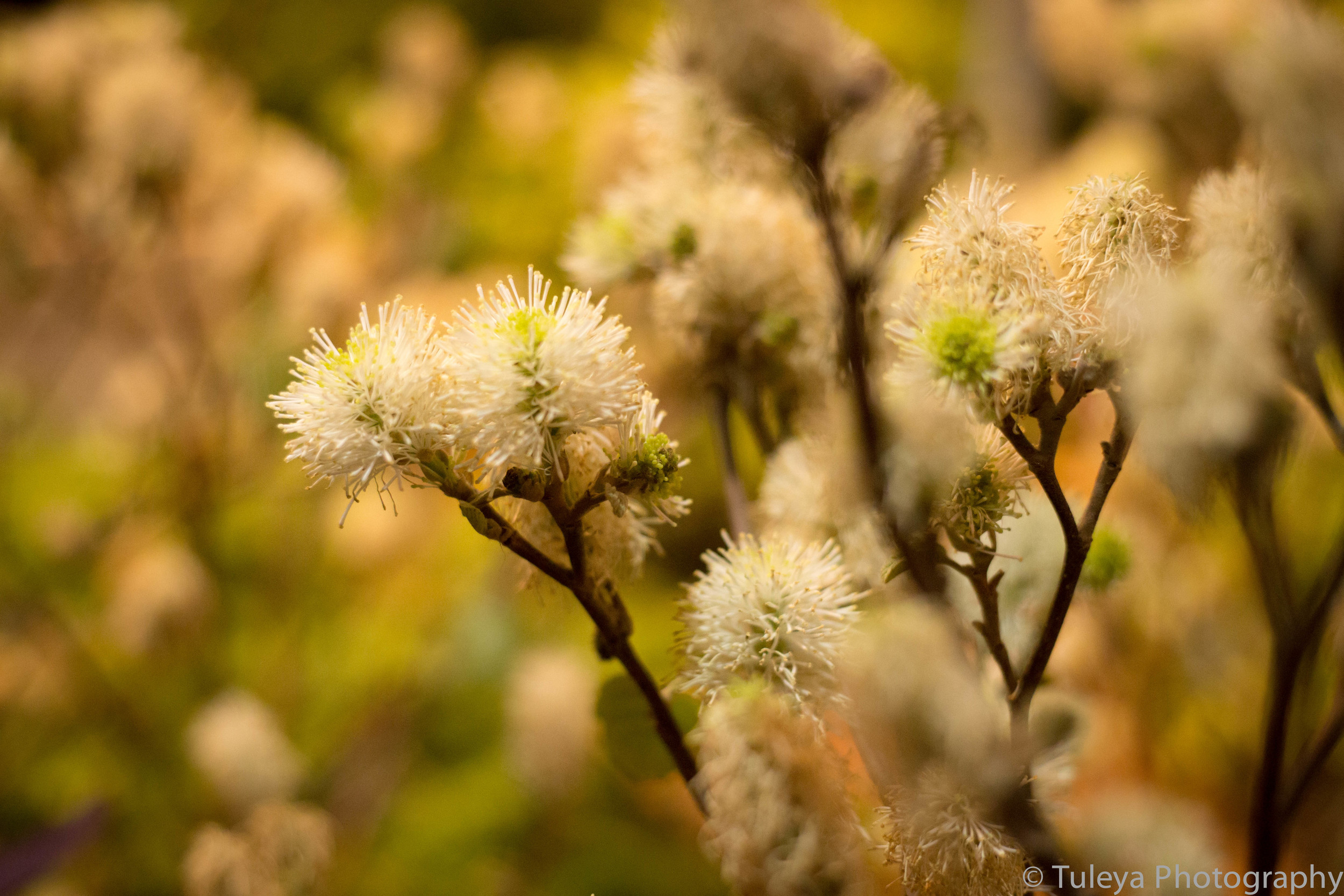 Flower-2023.jpg