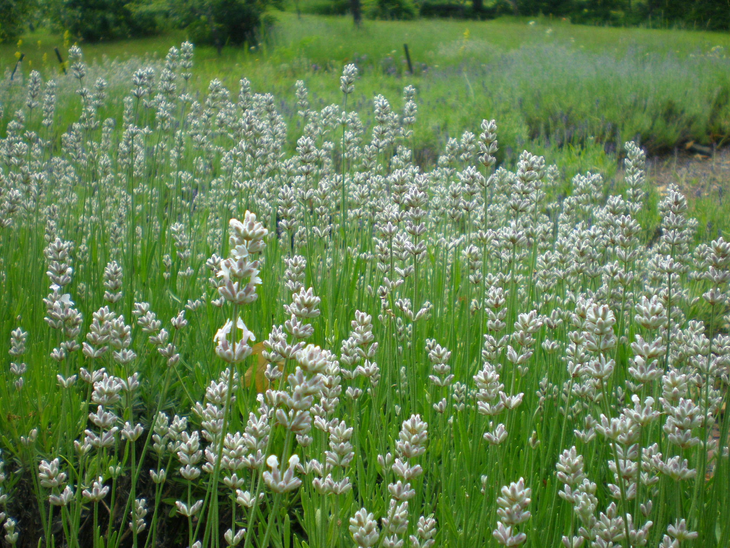 Hidden View Farm Lavender pictures 072.jpg