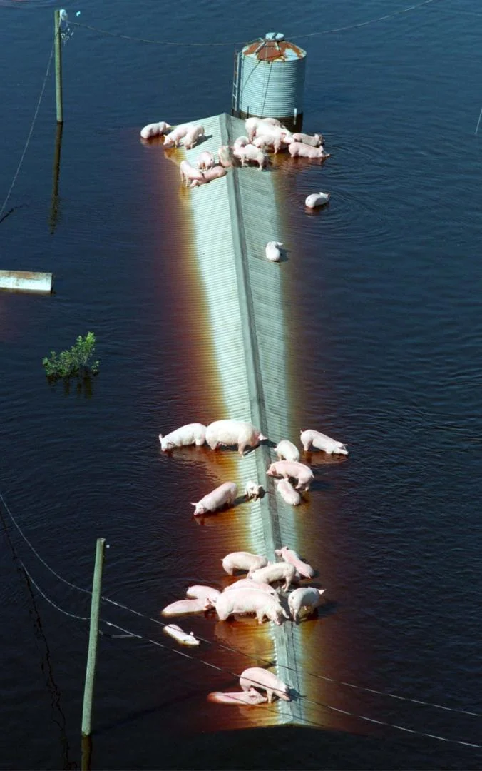 Pigs from a farm near Trenton, North Carolina, wait for rescue from floods. PHOTOGRAPH BY REUTERS from article