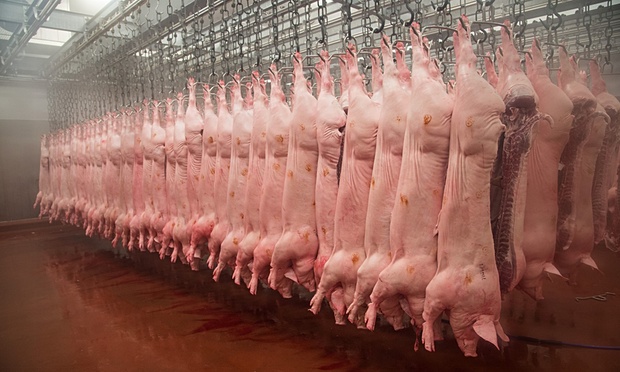 ‘The march of human progress is strewn with dead animals.’ Photograph: John Eveson/Rex from article linked below