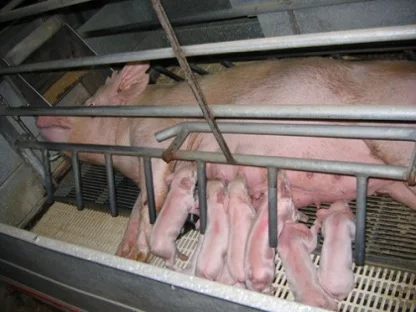 http://animalethicsri.weebly.com/farrowing-crates.html