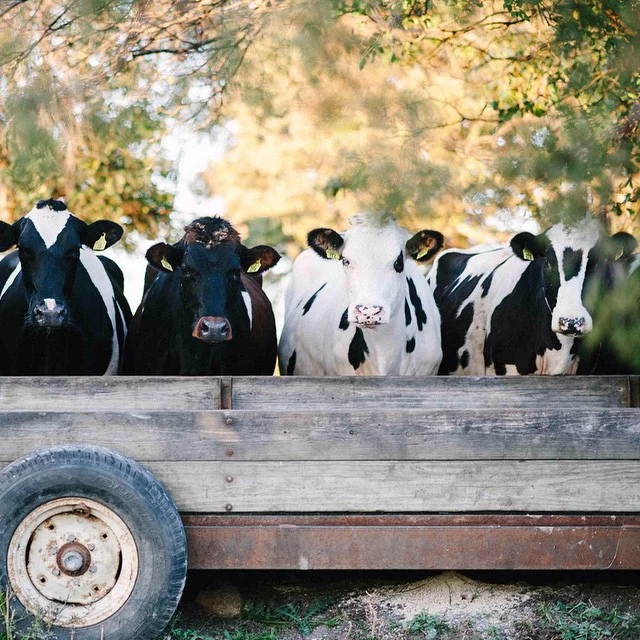 Staring contest, ready? GO! These sweet cattle gathered around at a recent engagement session and wanted in on the shoot! We were shooting on the grooms family farm and these cows were excited for their modeling debut! Most of my photography sessions take place in the country so fields, farms, and rustic settings are the perfect place! Let's be honest, the Midwest can be pretty beautiful and the farm land is everywhere so it works quite well! To see more of my photography, hop to @jennakutcher ! #outwithlocals #localxjohnsoncreek
