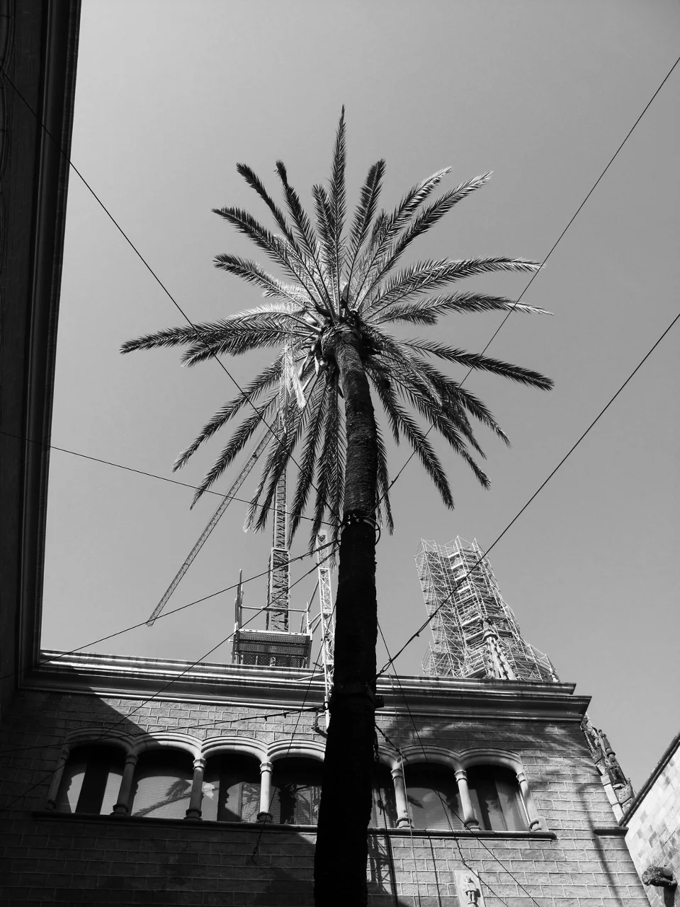 palme+bw2+(960x1280).jpg