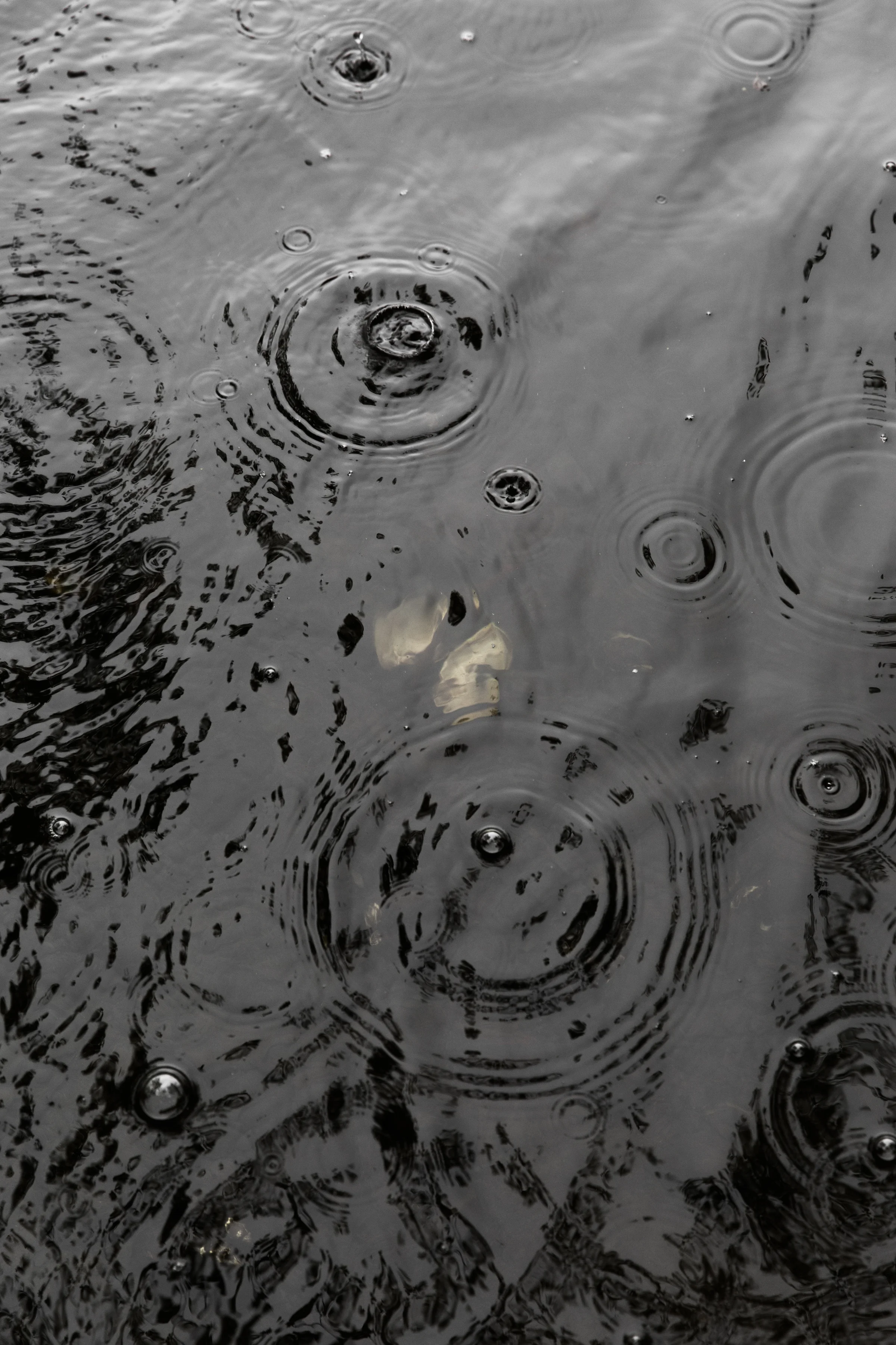 EvaDeitch - Commissions - Riverkeeper (http://evadeitch.com)