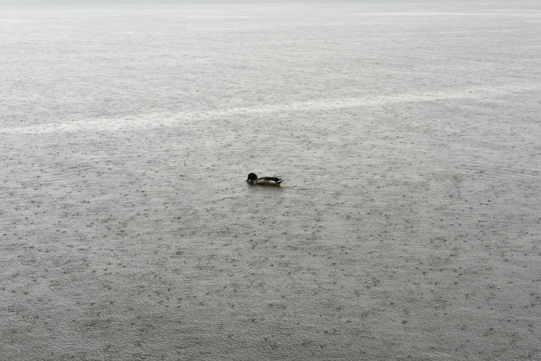 duck-hudsonriver-sittingrock-2.jpg