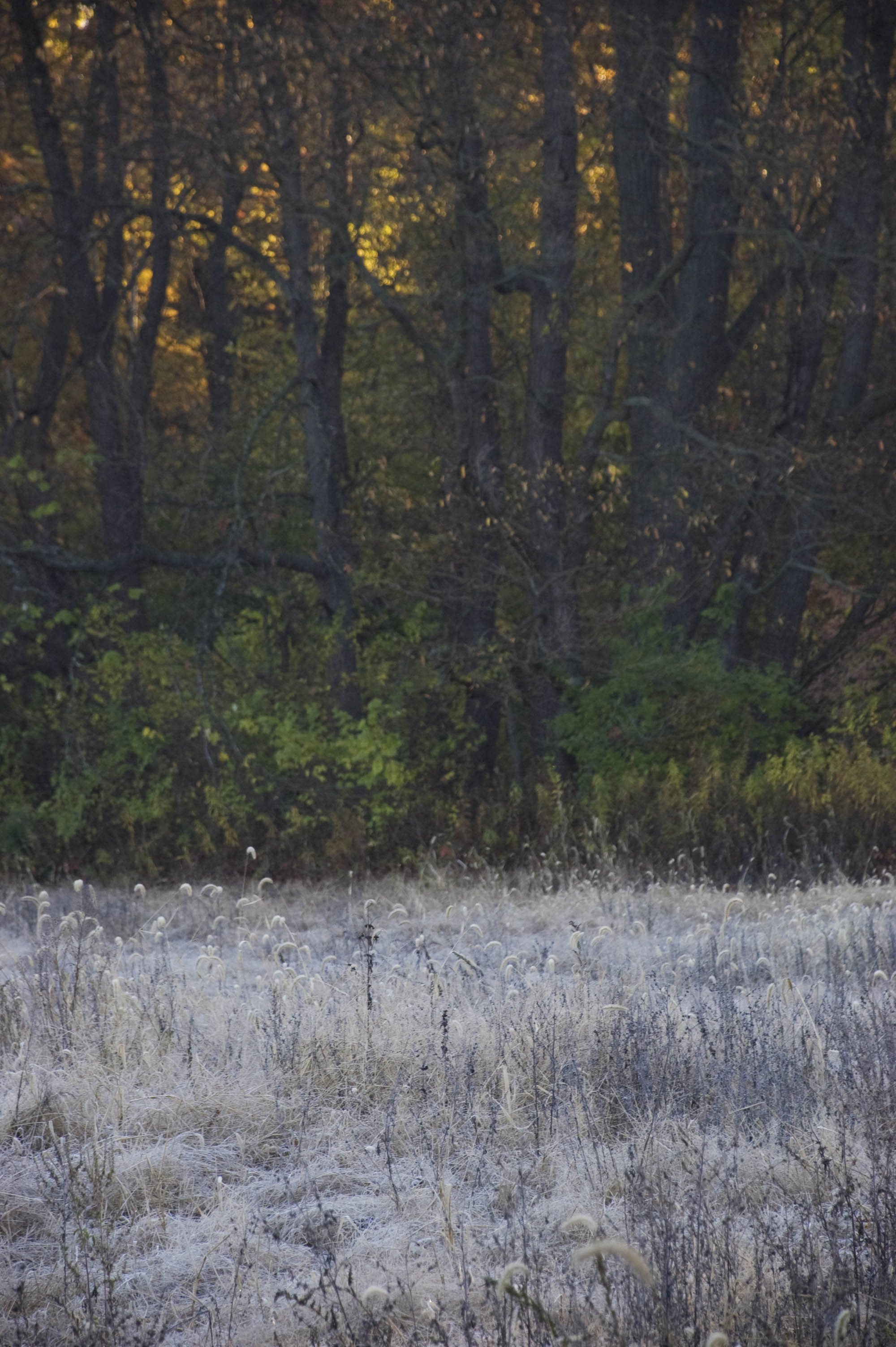 Indiana Autumn