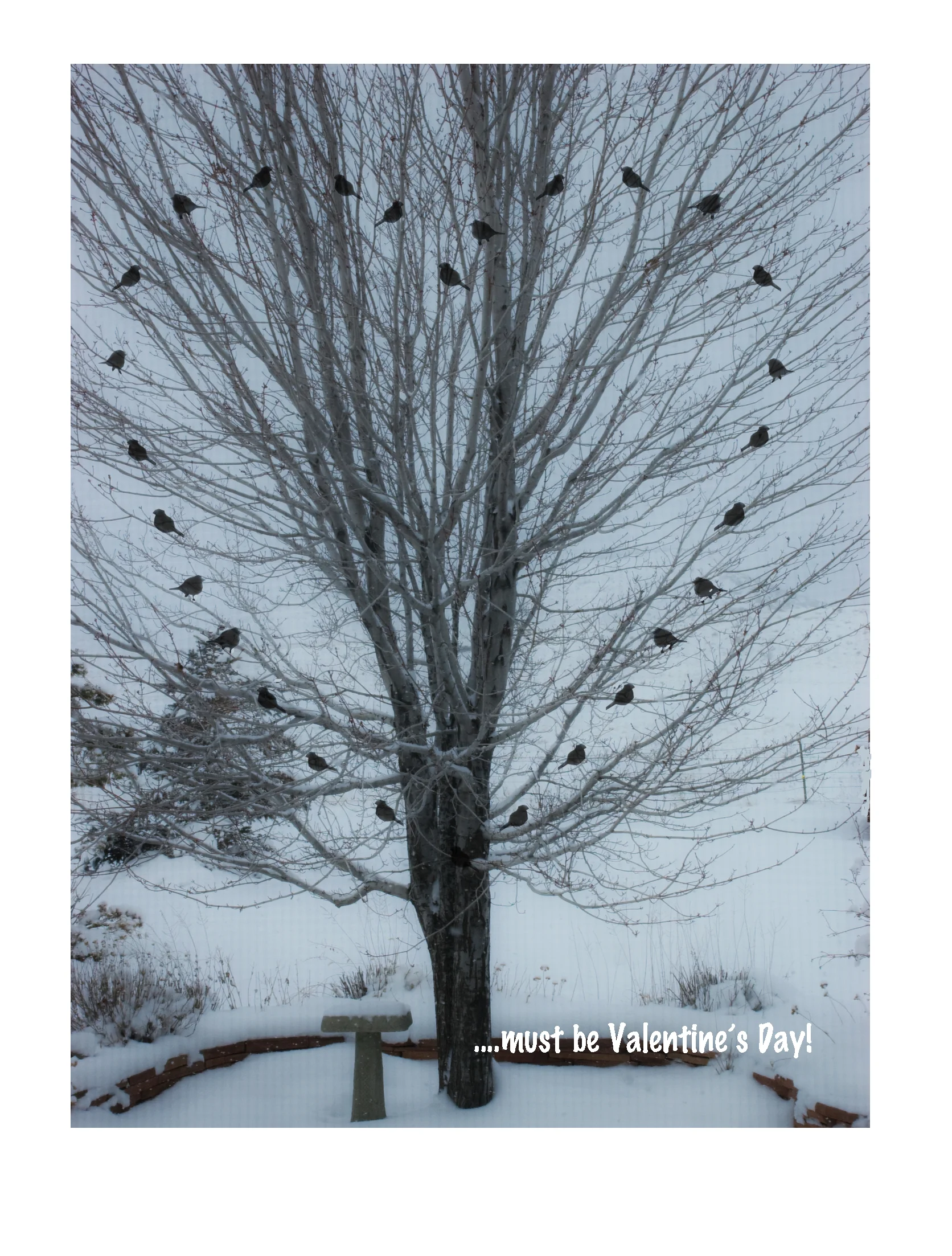 Valentine's Day Card