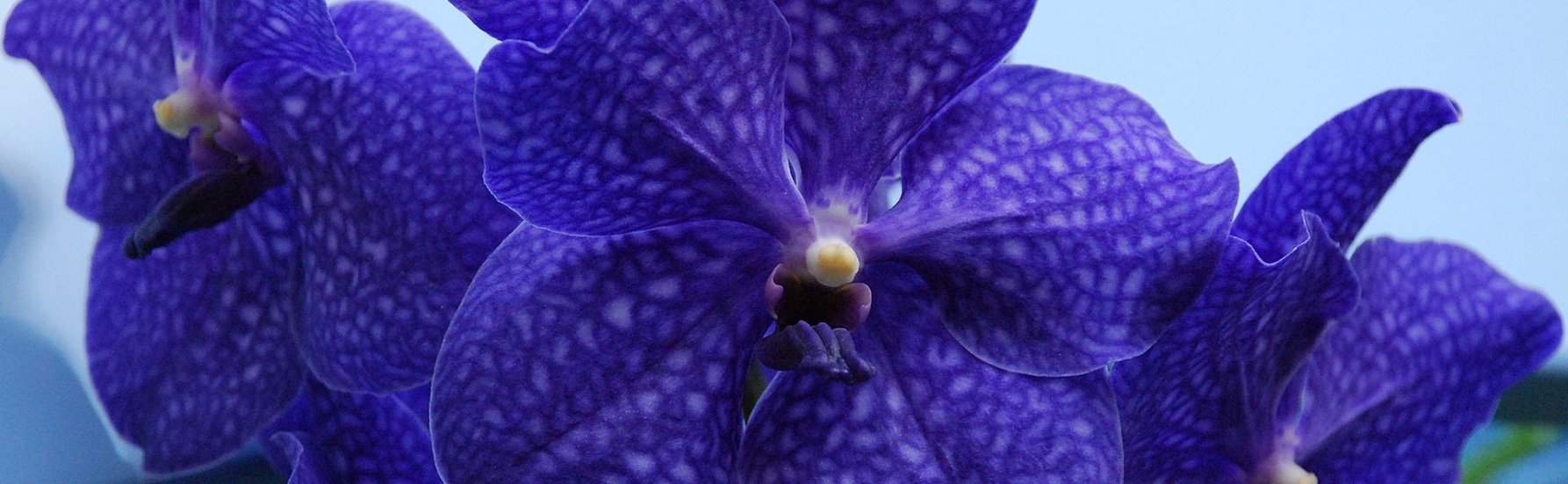 Vanda Orchid (Above) are known for their vibrant purple/blue and pink blooms. These orchid grow out of soil and use their long air roots to gather moisture. Make sure to keep them humid.
