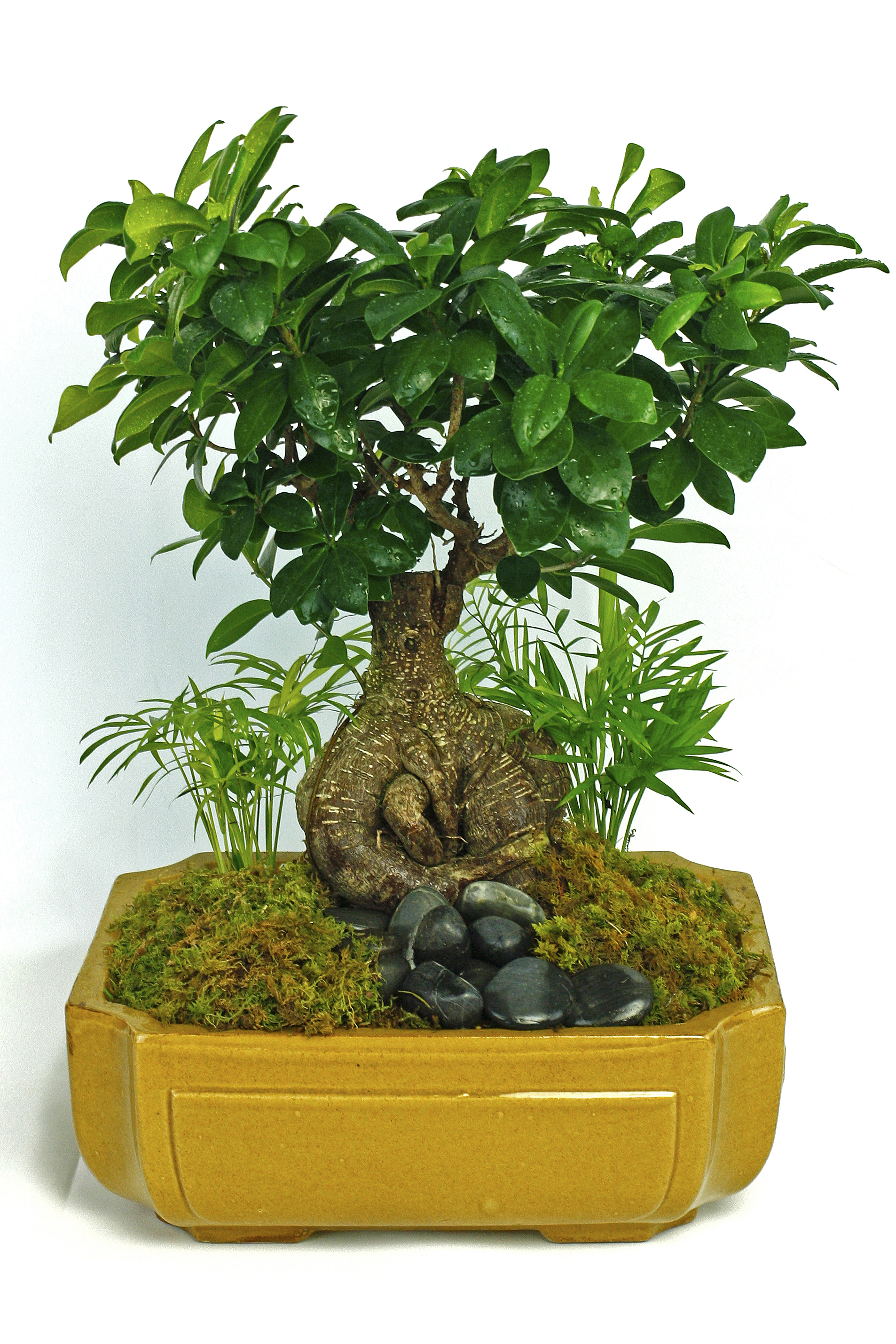 tropical bonsai tree.jpg