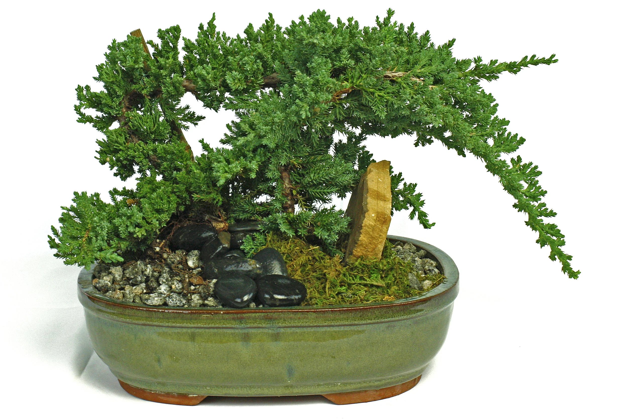 juniper bonsai.jpg