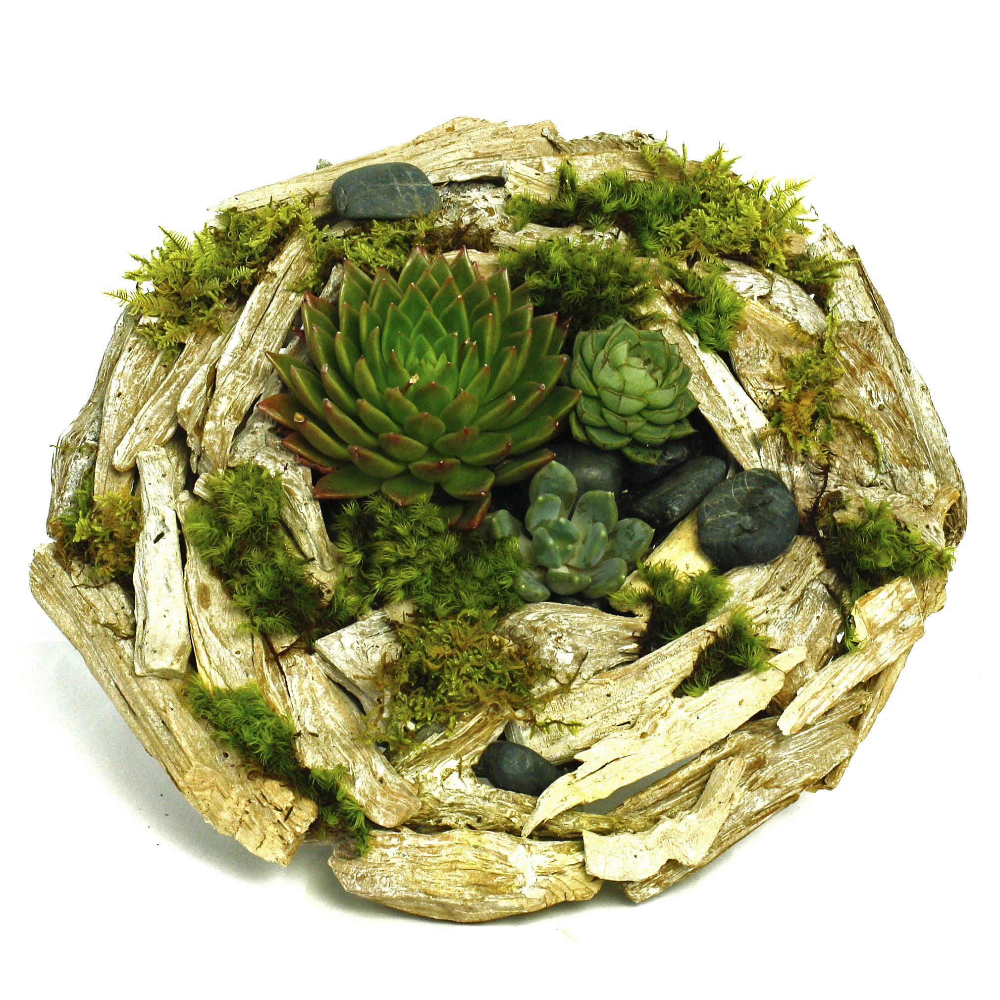 succulent in woodcircle.jpg