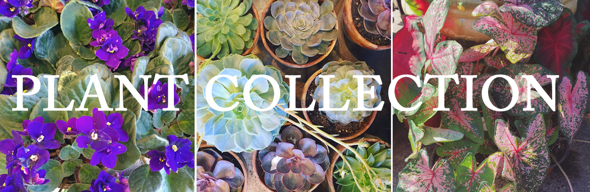 PLANTS banner.jpg