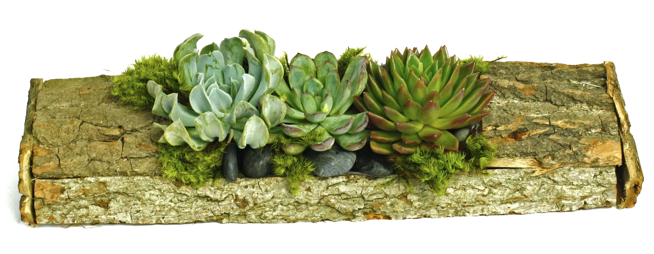 succulent in woodlog.jpg