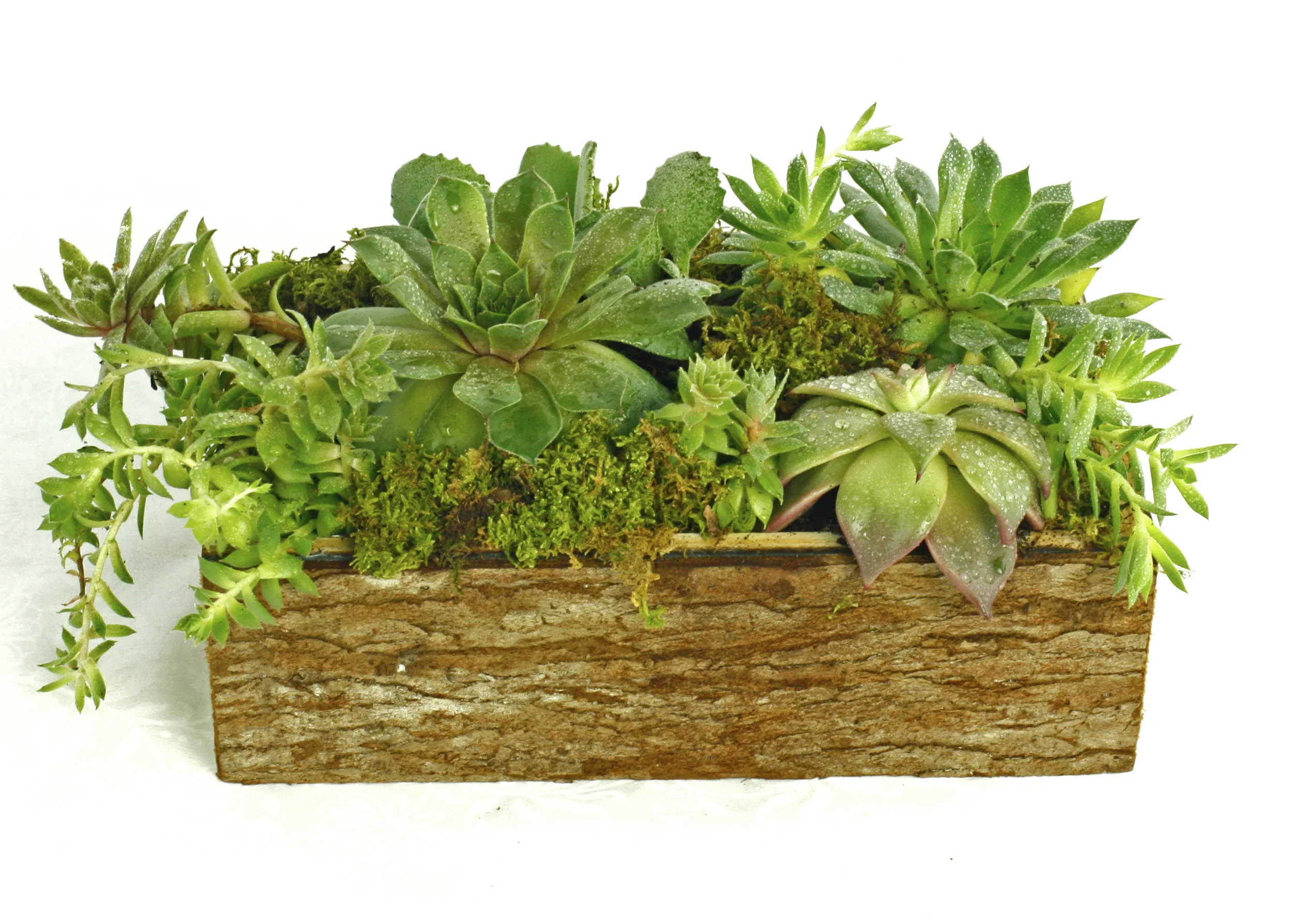 succulents in wooden bark box.jpg