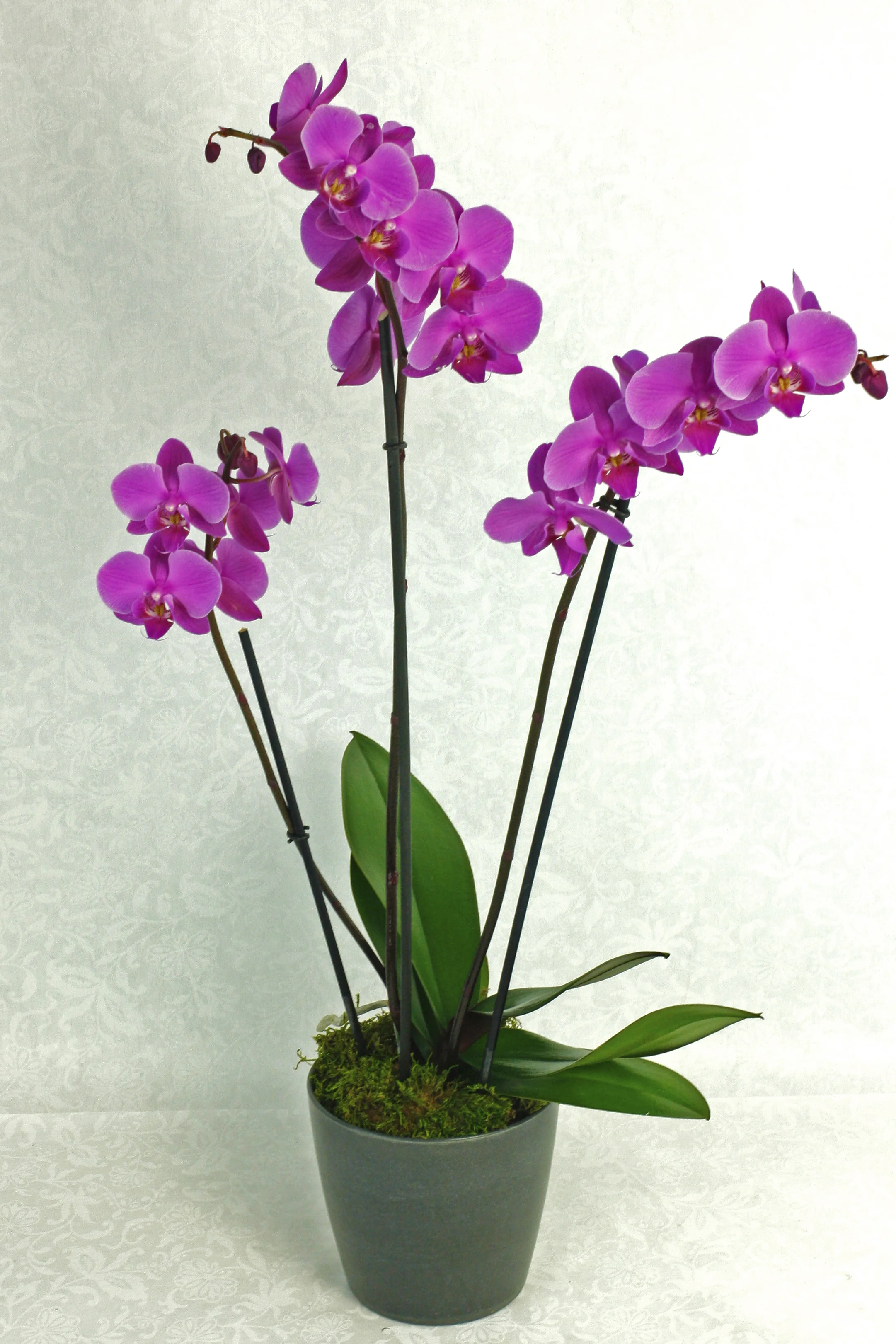 orchid in black container.jpg