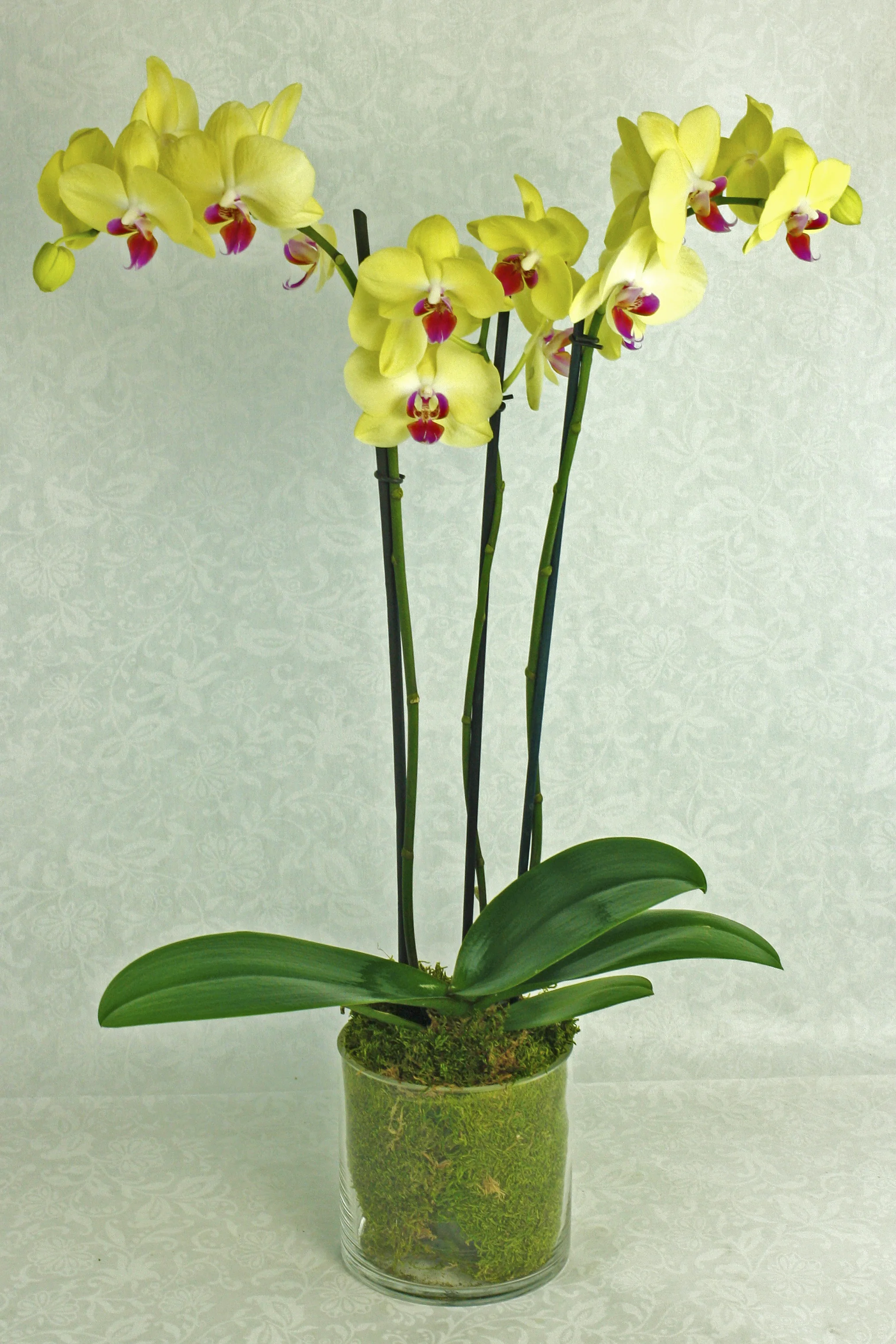 orchid plant in glass container.jpg