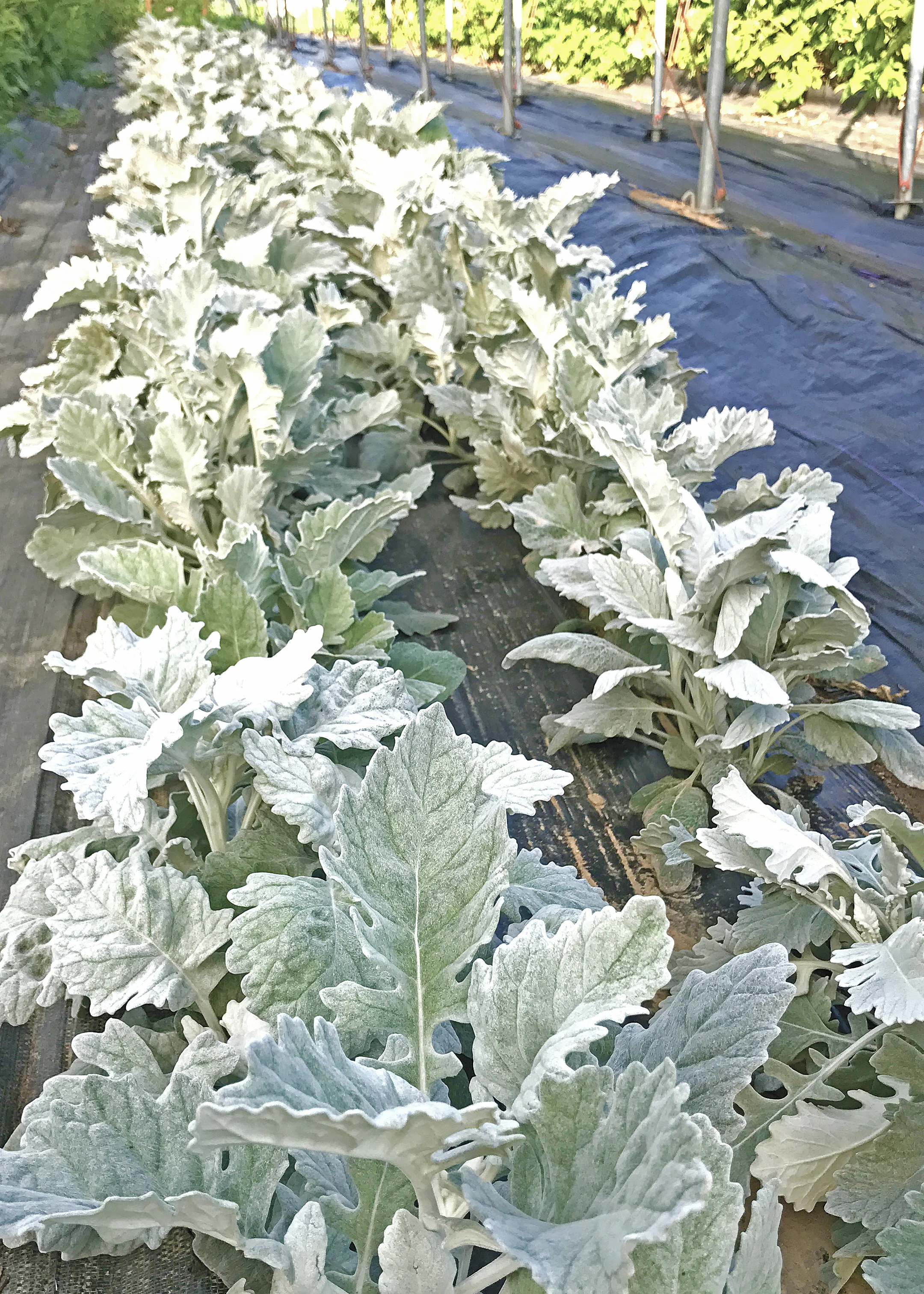 Rows of dusty miller