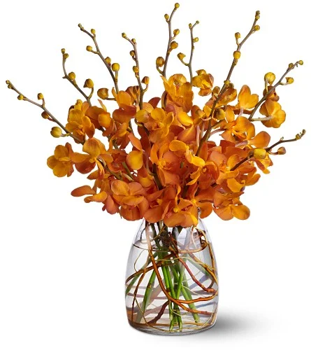 Orchid Embers.jpg