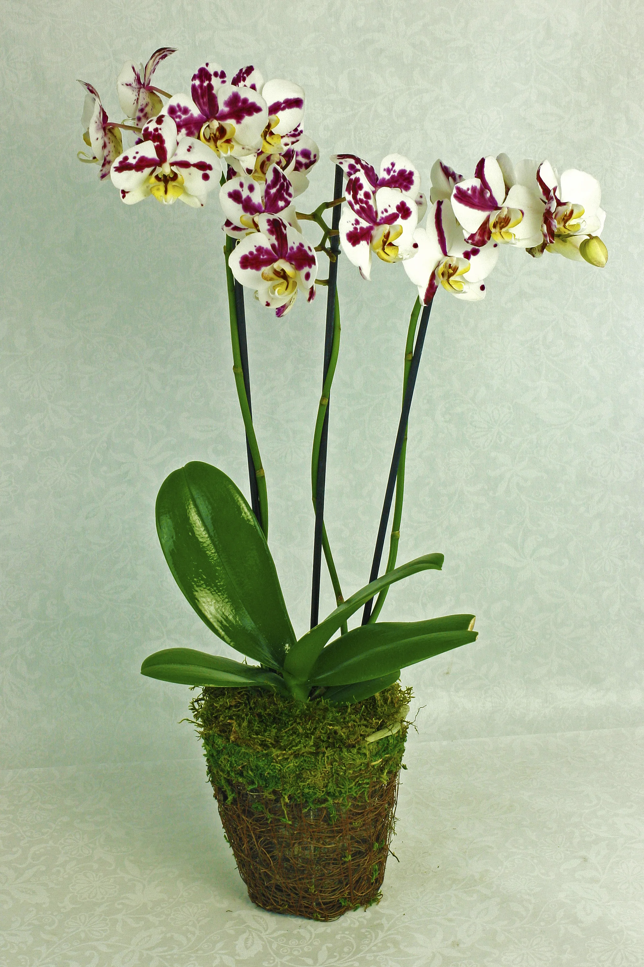 orchid plant in moss basket.jpg