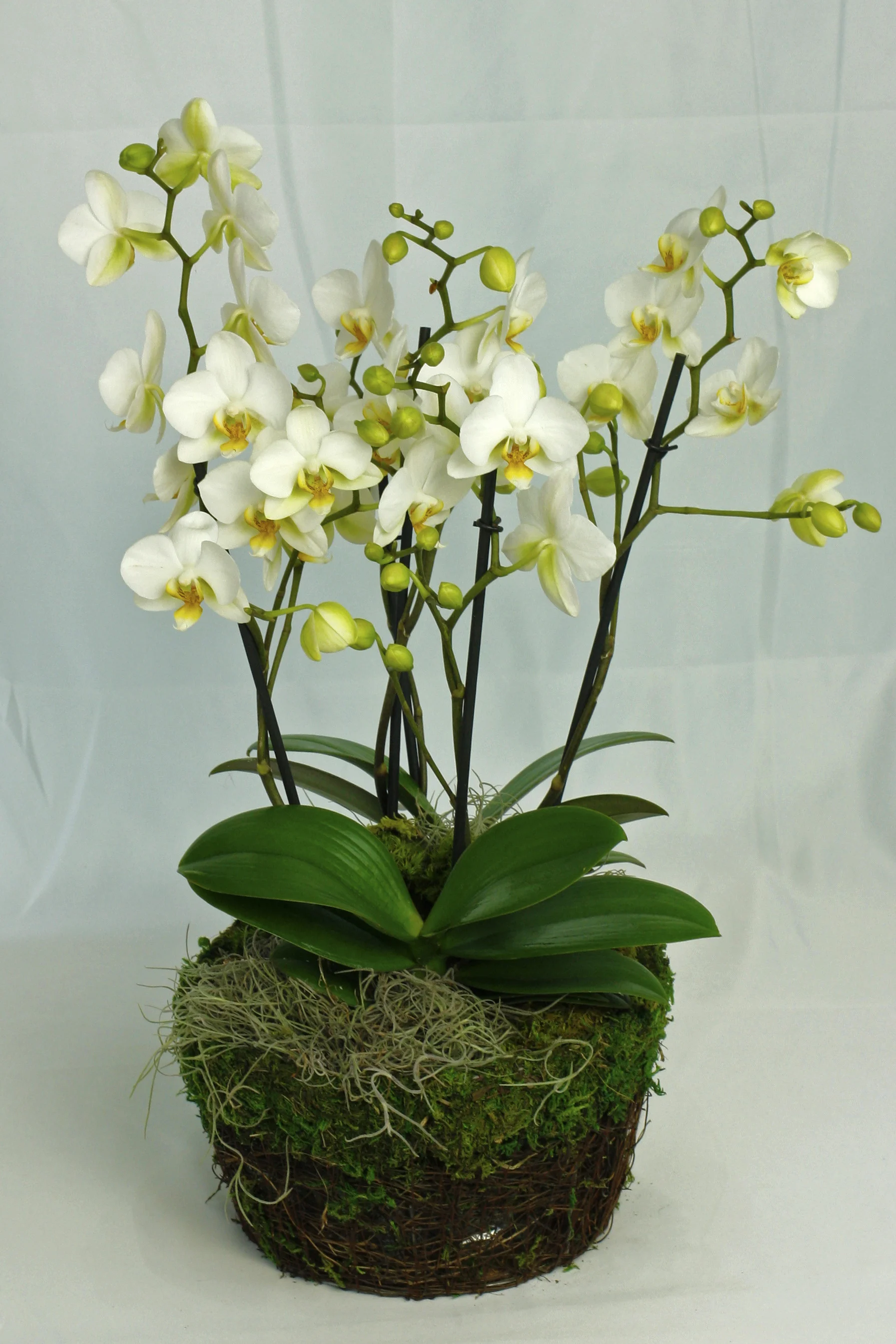 orchid jungle.jpg