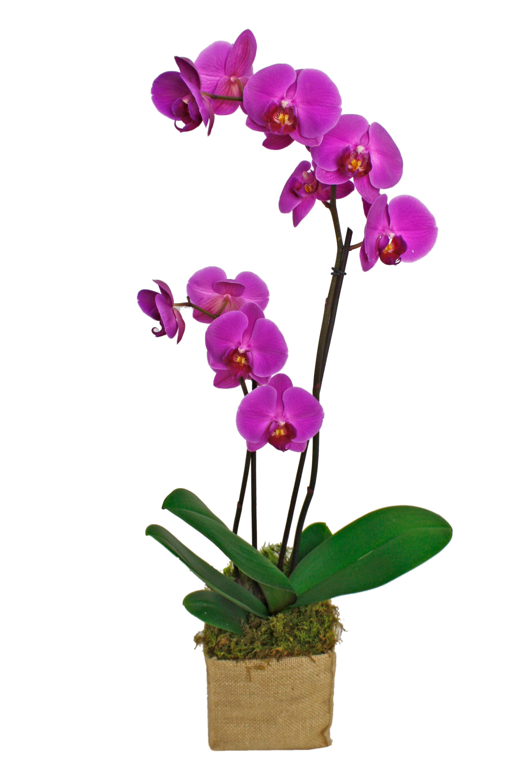 Rustic+Orchid.jpg