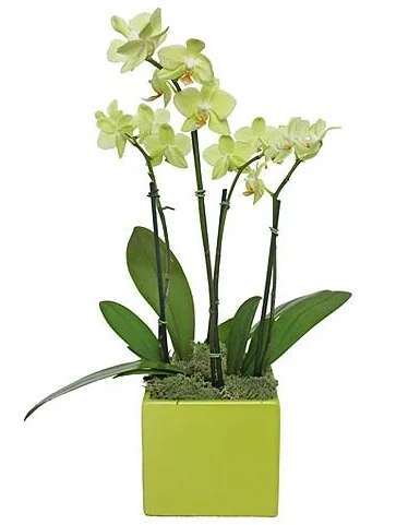 Chartreuse+Orchid.jpg