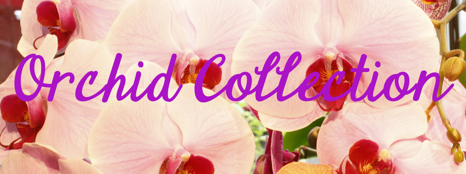 Orchid Collection Banner.jpg