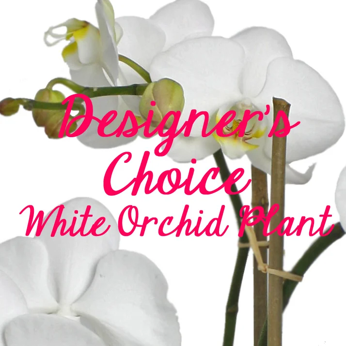 Designer's Choice White Orchid Plant.jpg