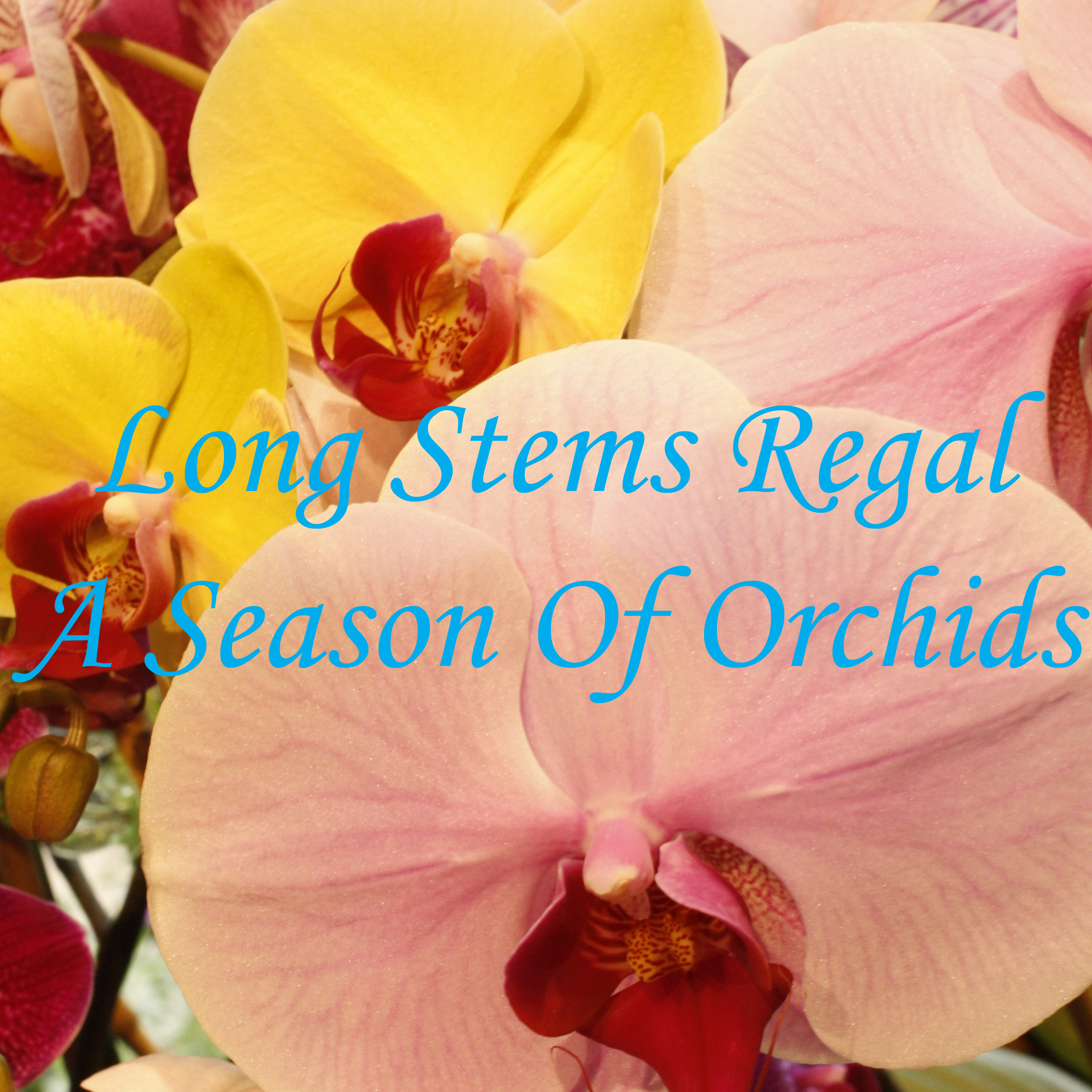 A Season Of Orchids.jpg