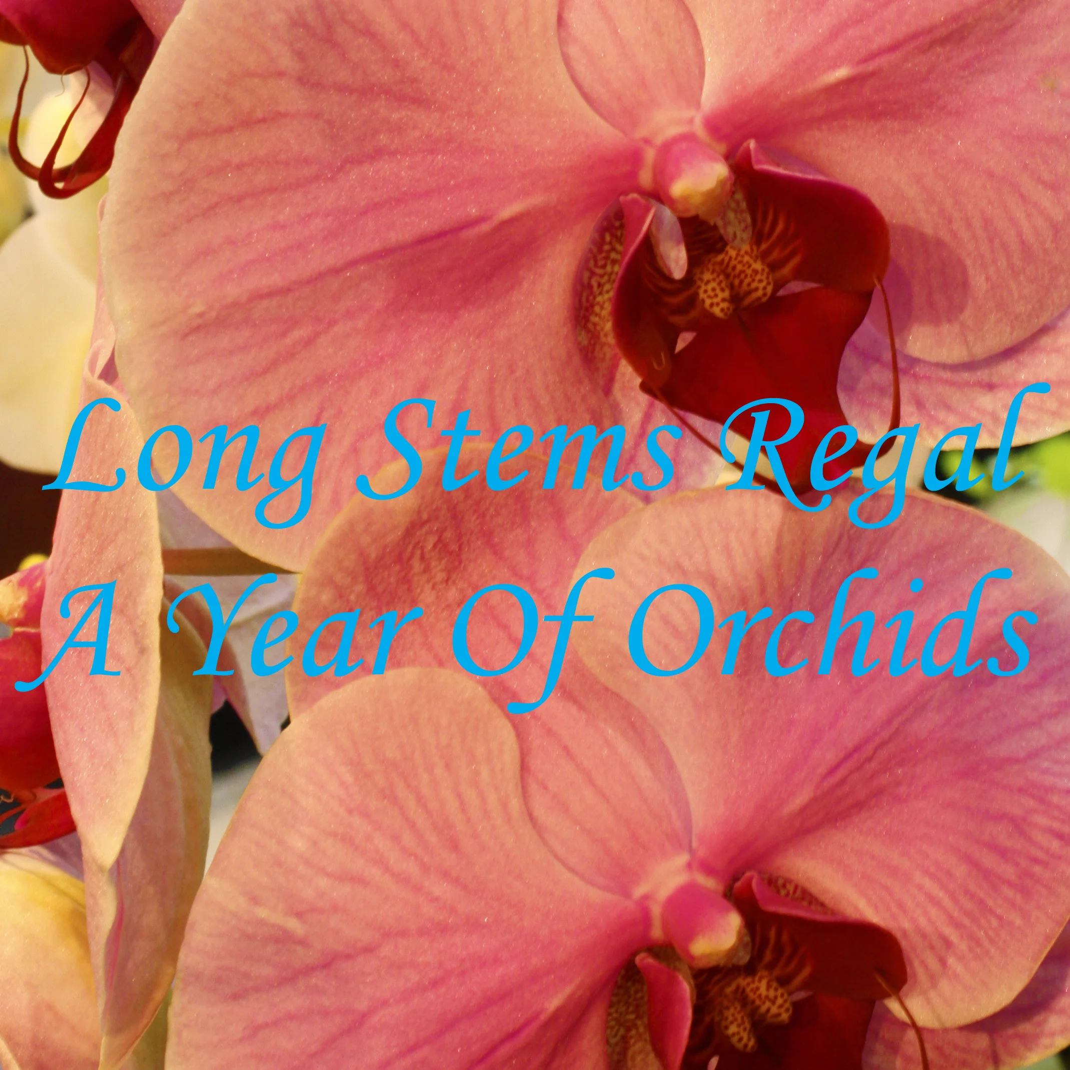 A Year Of Orchids.jpg