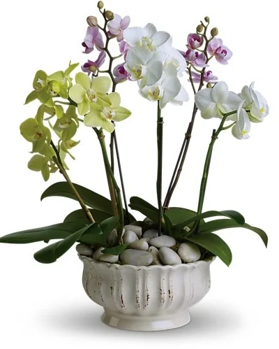 Regal+Orchids.jpg