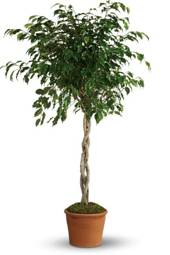 Towering+Ficus.jpg