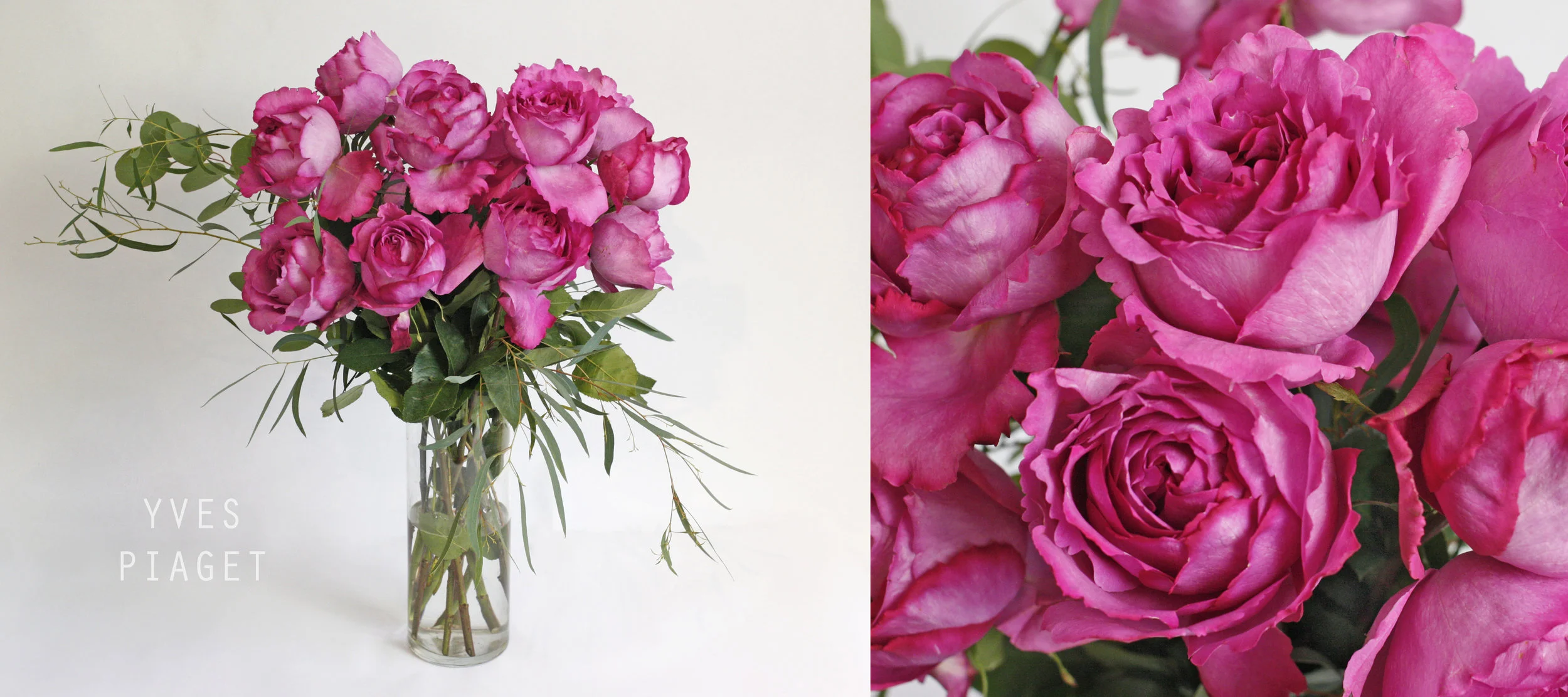 Yves Piaget - another favorite garden rose, best fragrance of any rose