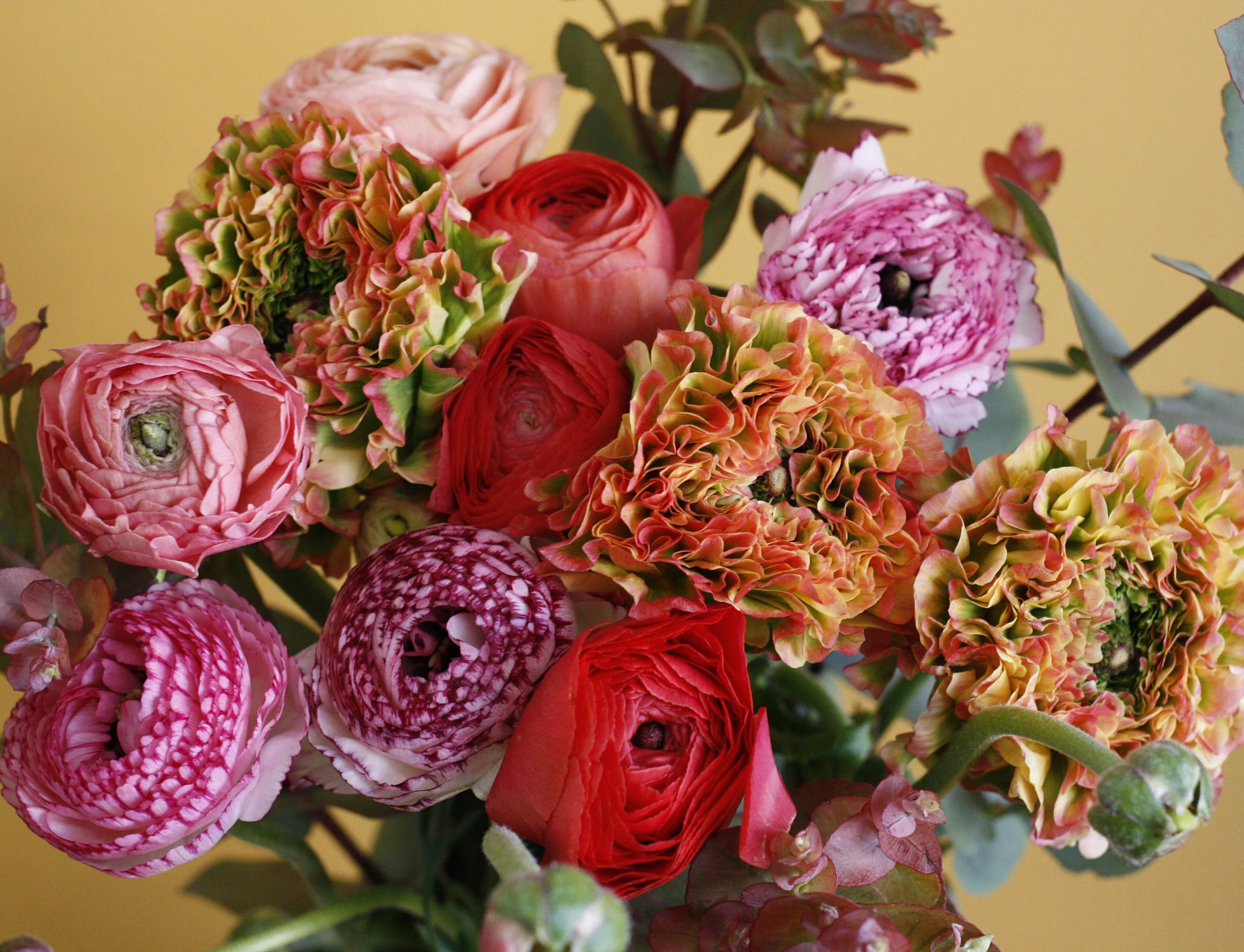 Clooney Ranunculus - so stunning and in so many varieties