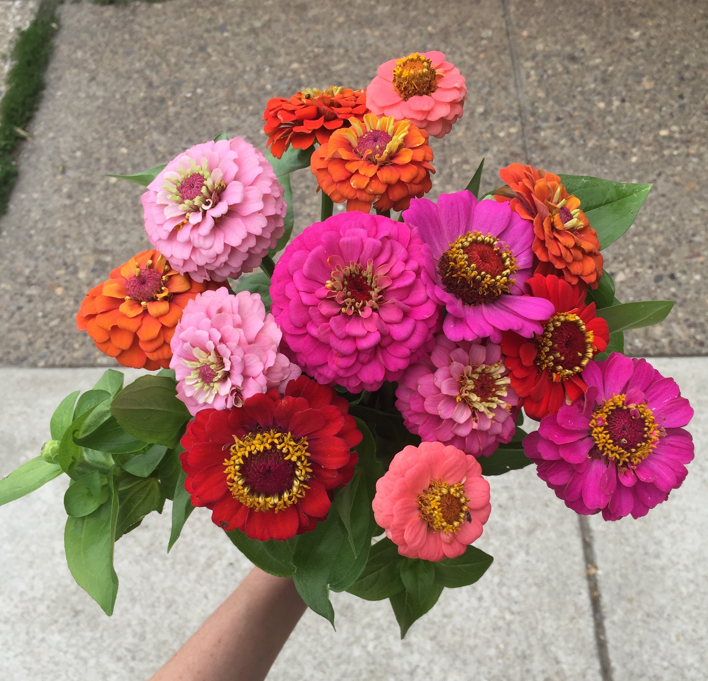 Zinnias grown in our own flower farm